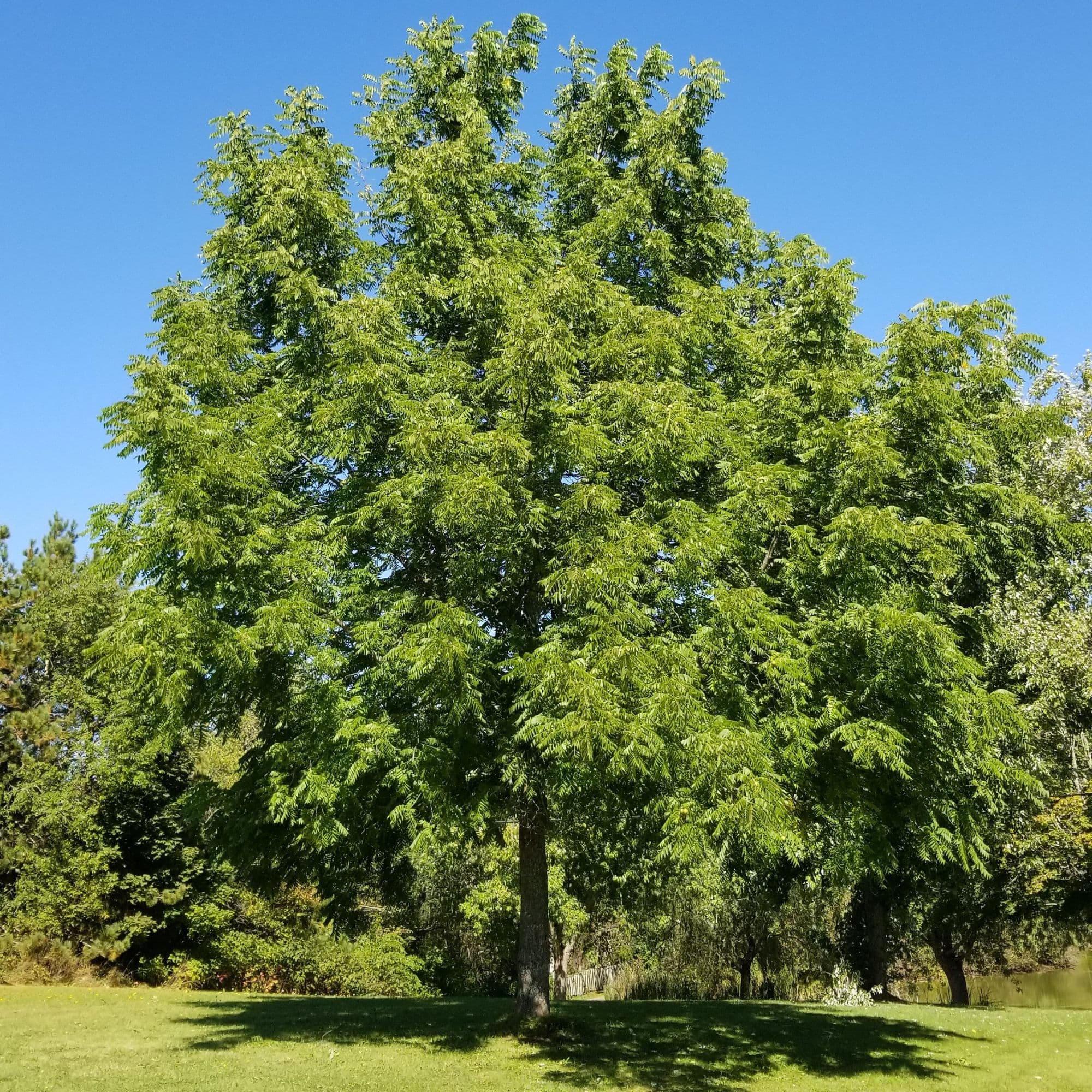 Black Walnut — photo 3
