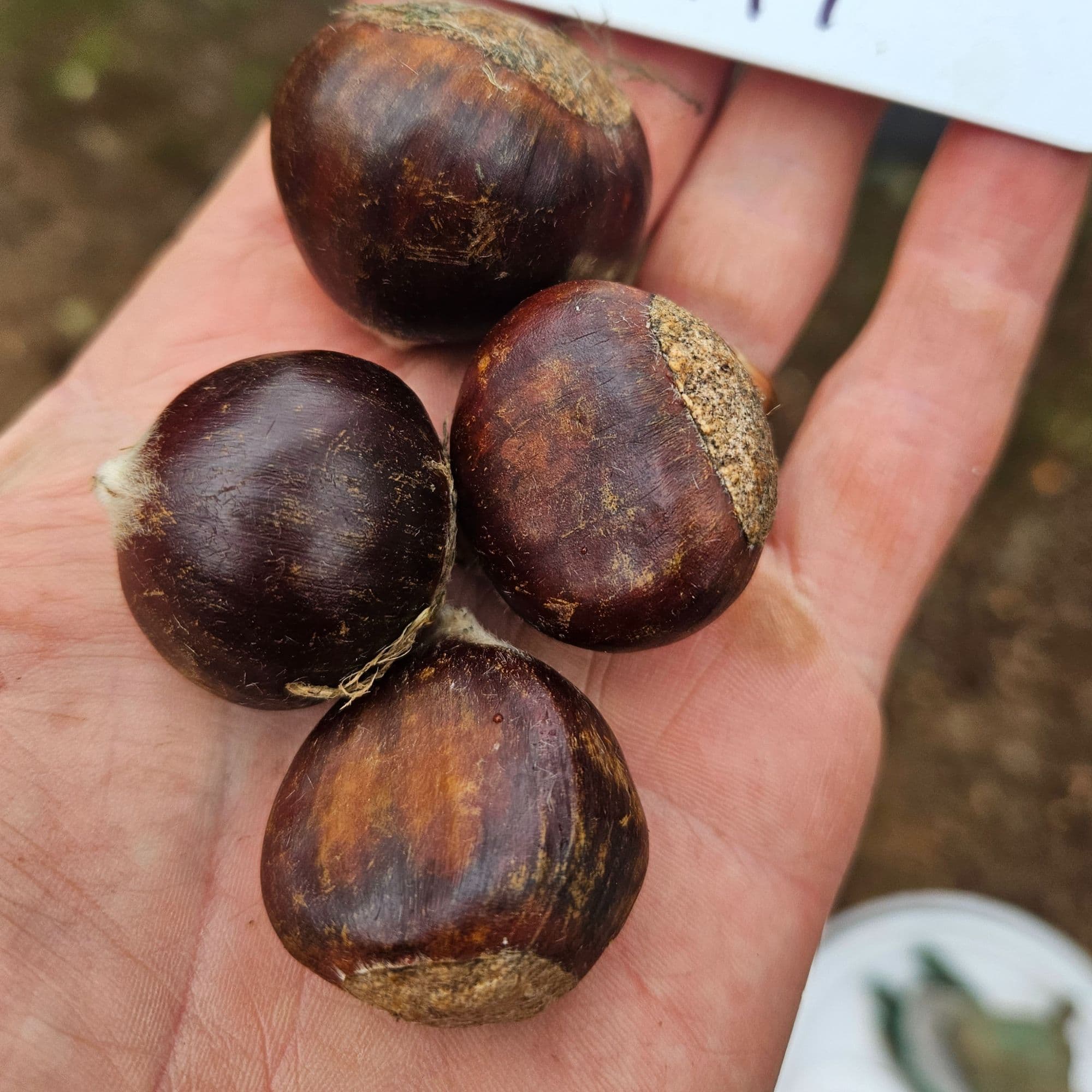 Chestnut Trees