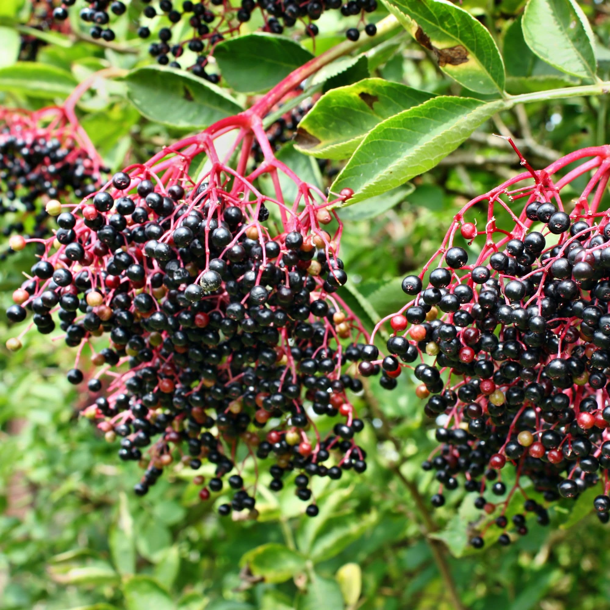 Elderberry
