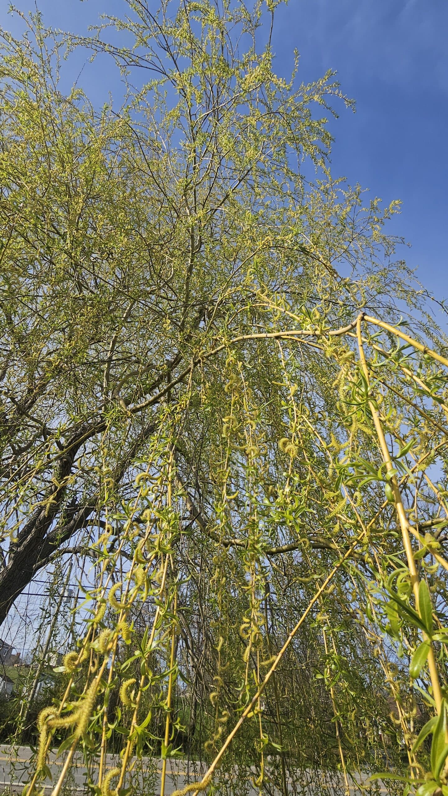 Golden Willow