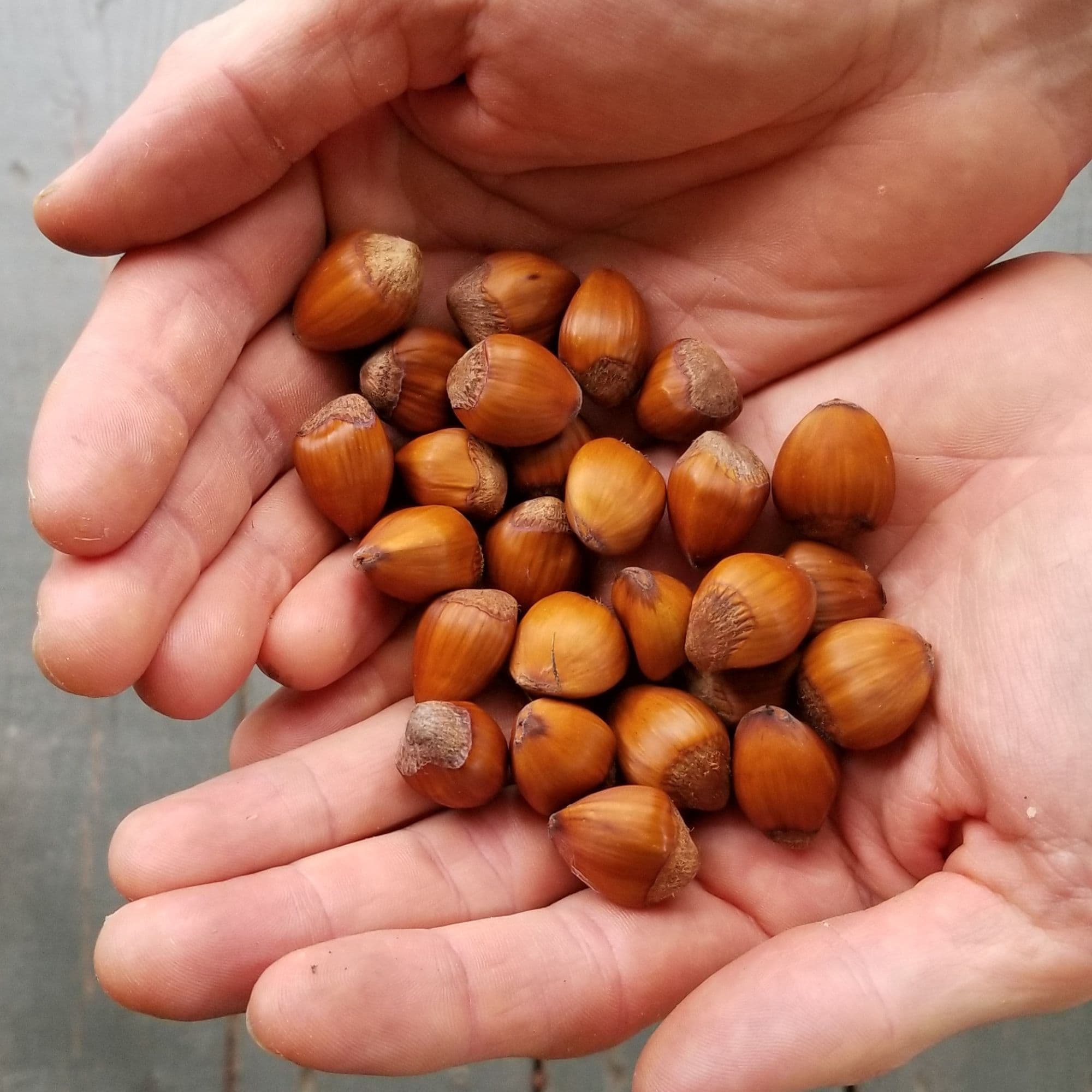 Hazelnut Tree