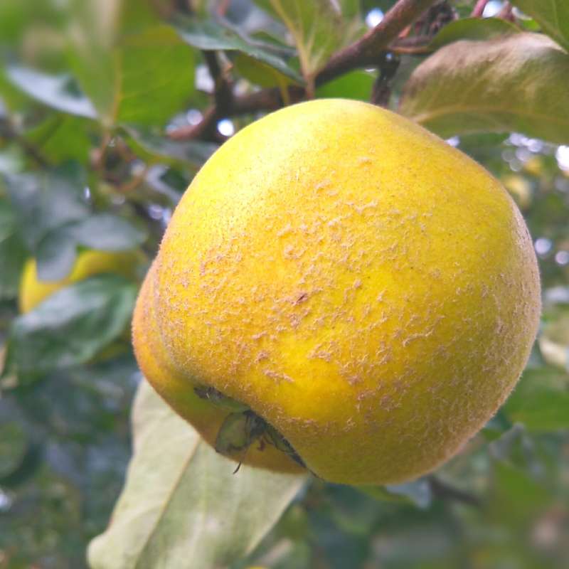 Quince — photo 3