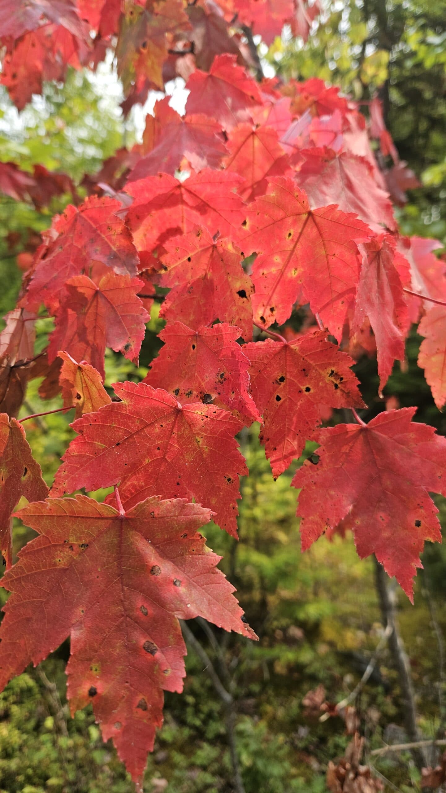 Red Maple