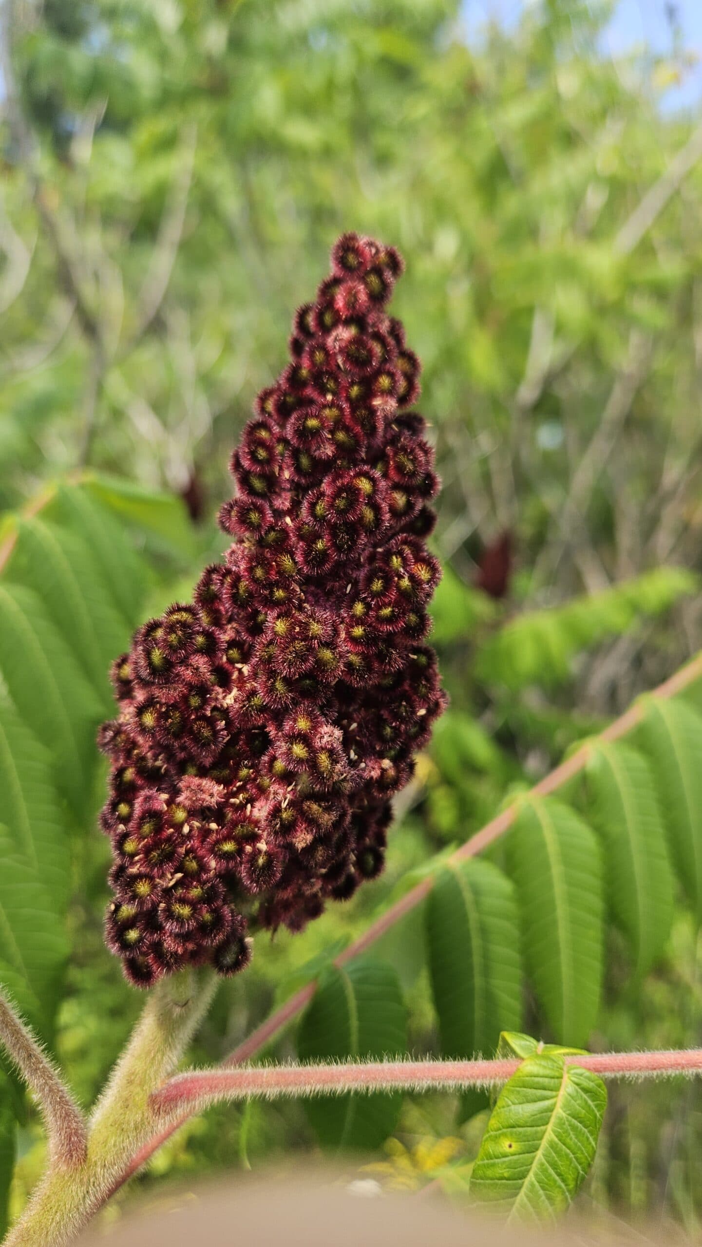 Staghorn Sumac — photo 2