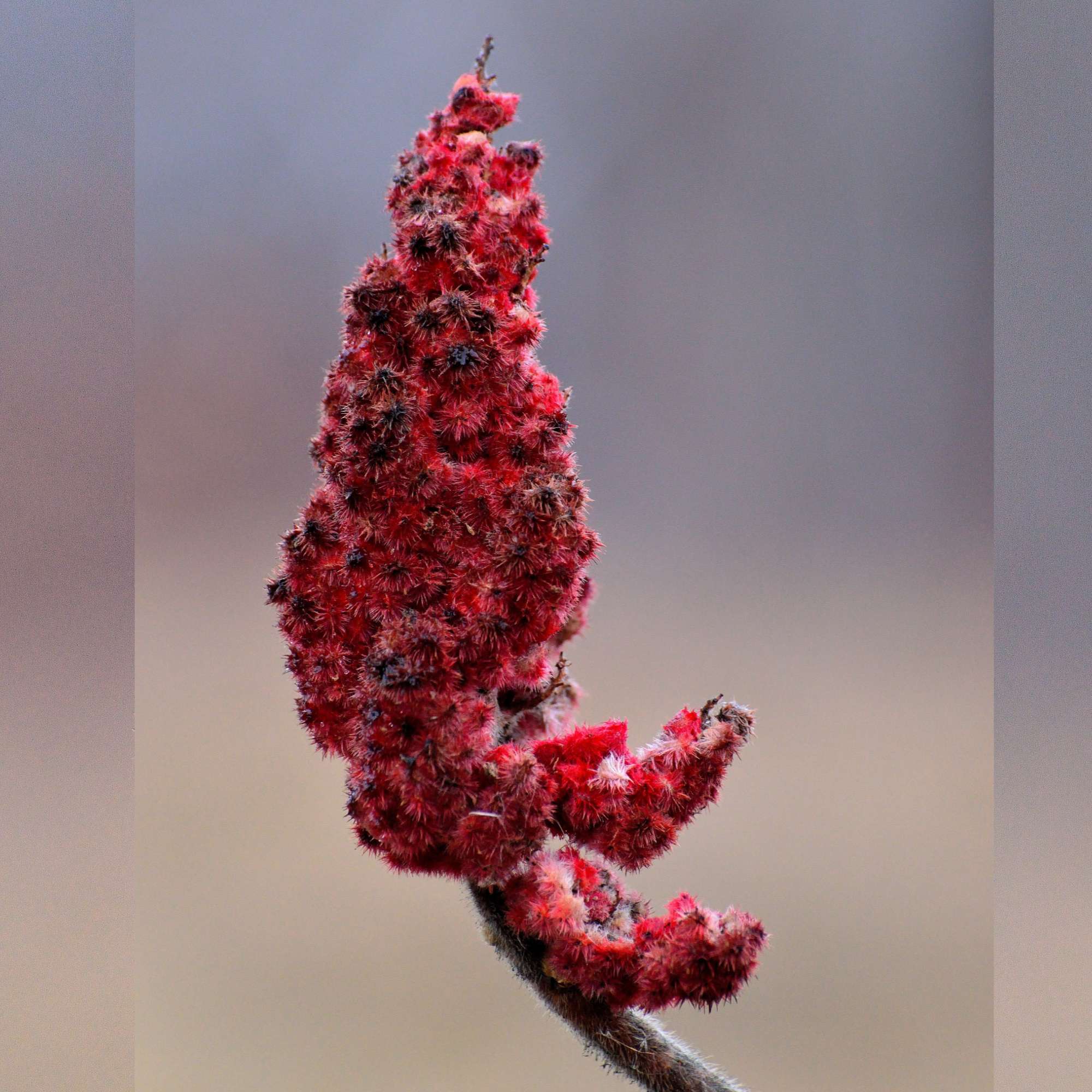 Staghorn Sumac — photo 6