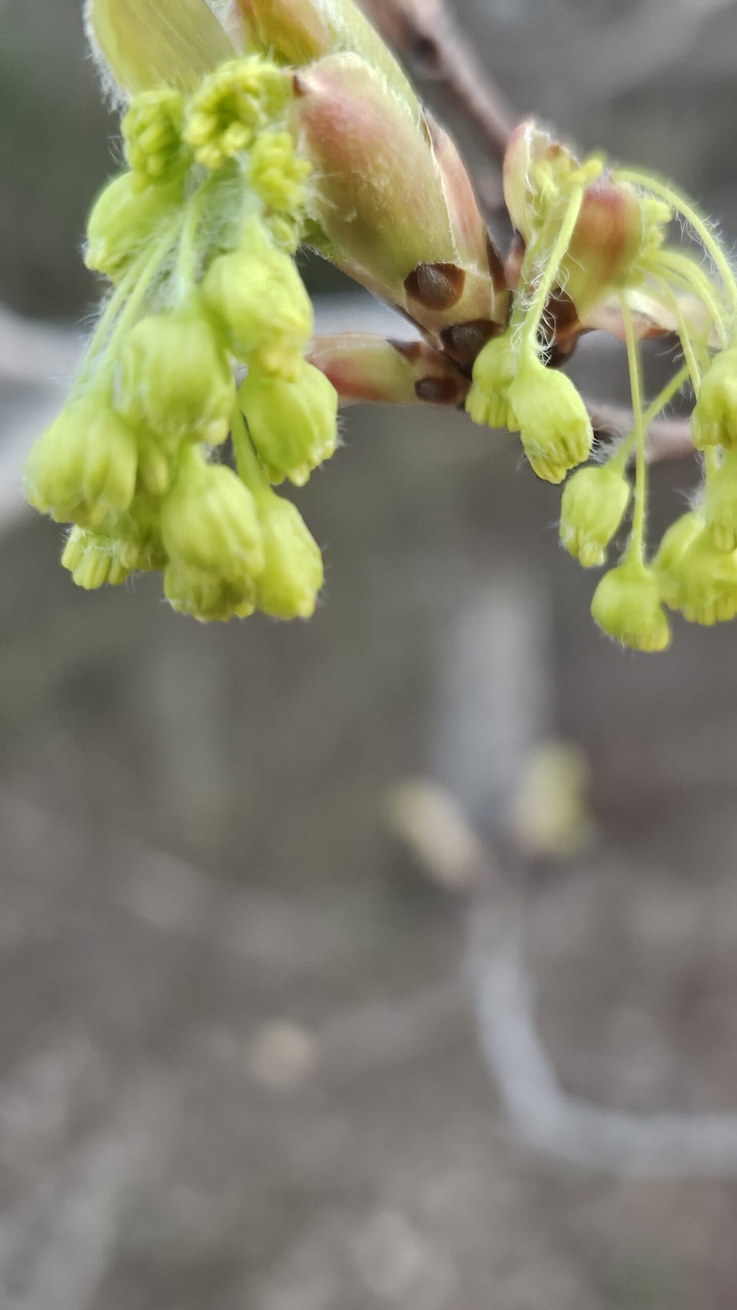 Sugar Maple — photo 6
