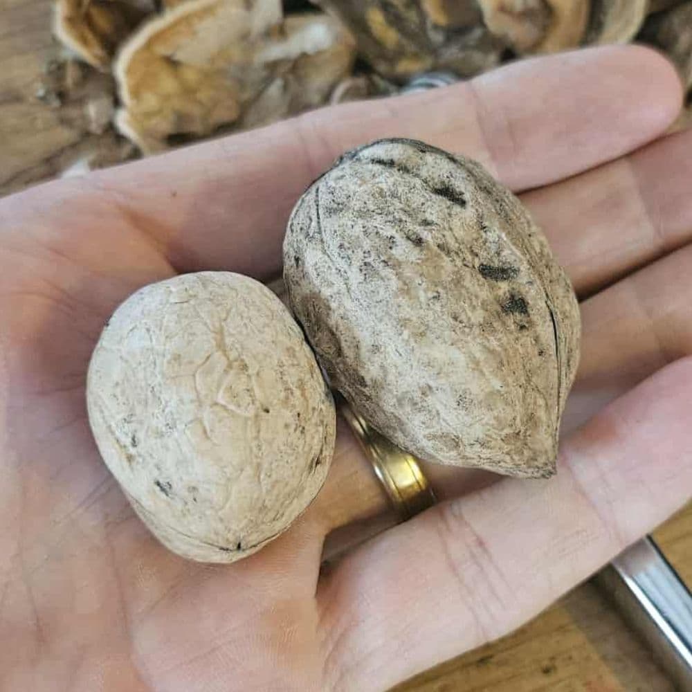 Walnut tree — photo 7
