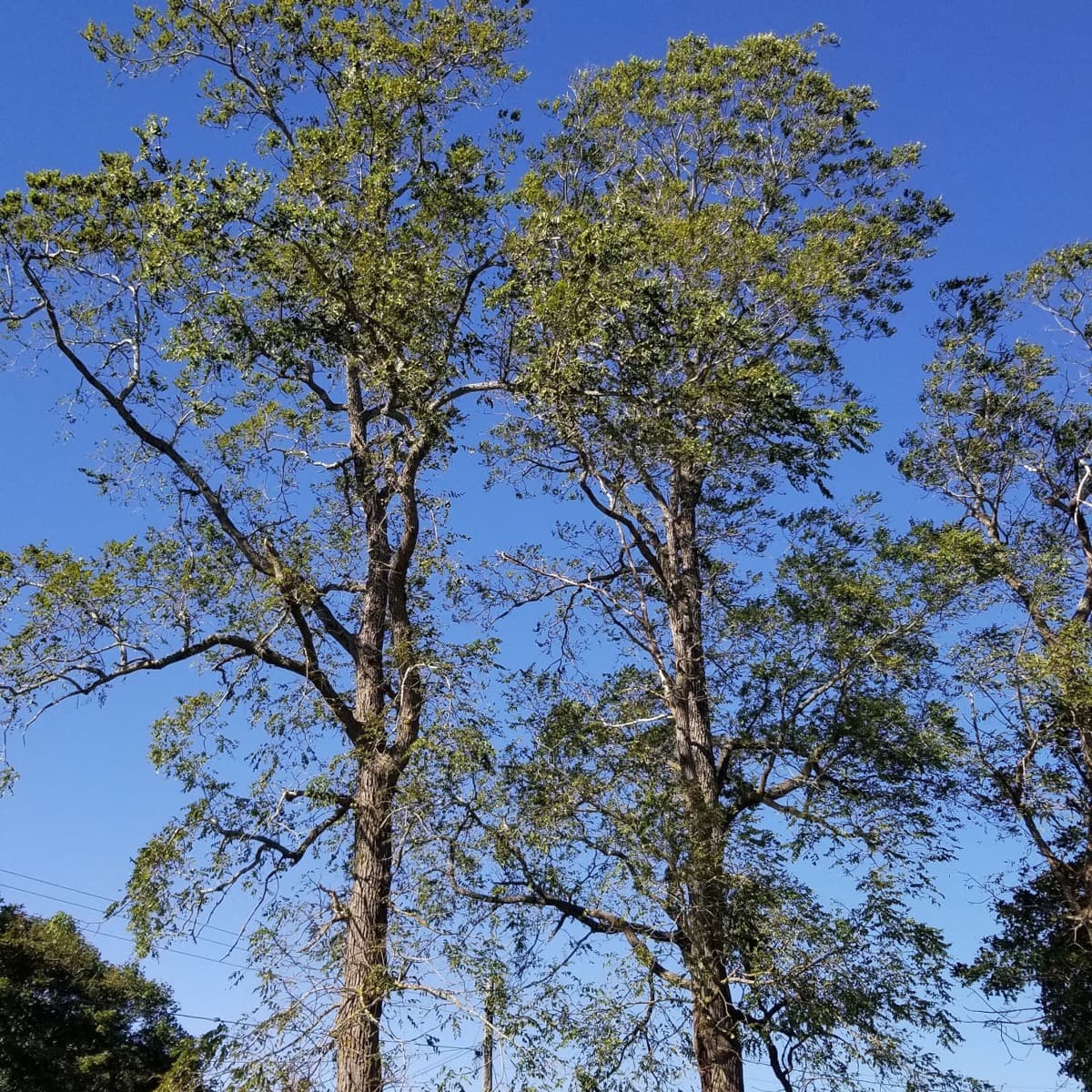A mature black walnut tree growing on rural land