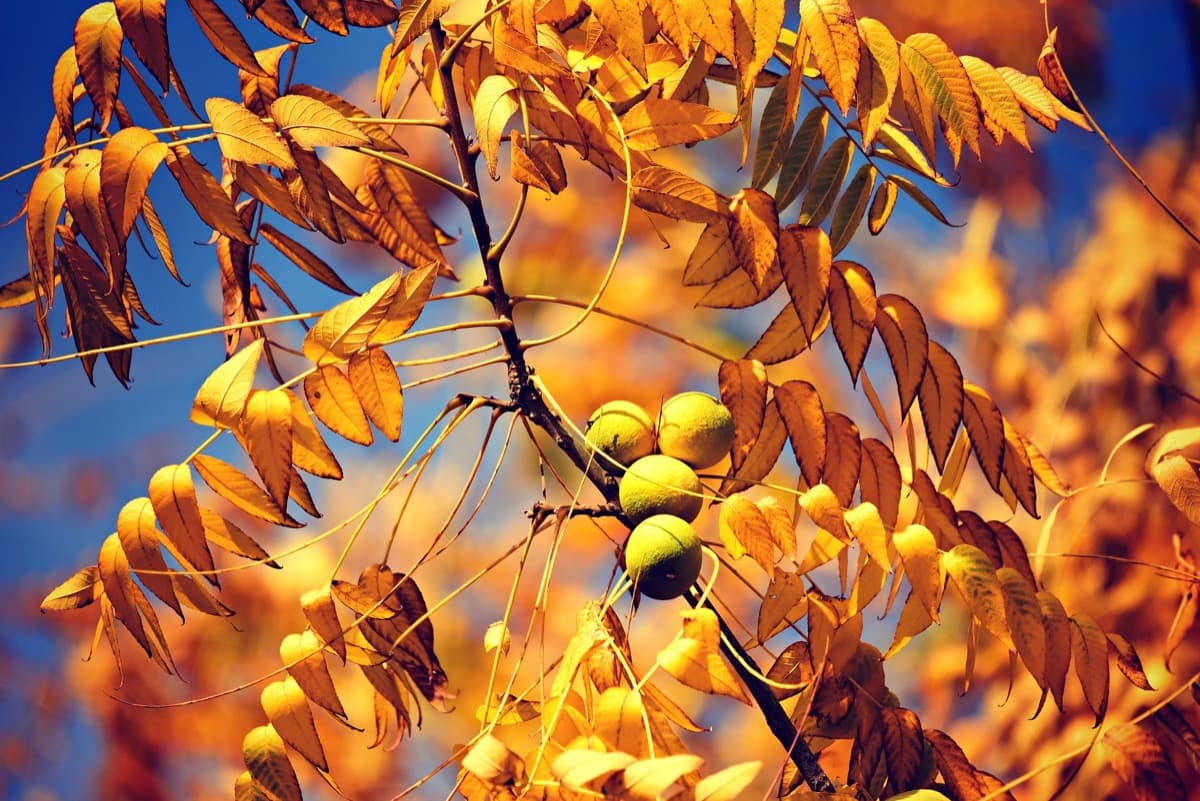 A mature walnut tree on rural land
