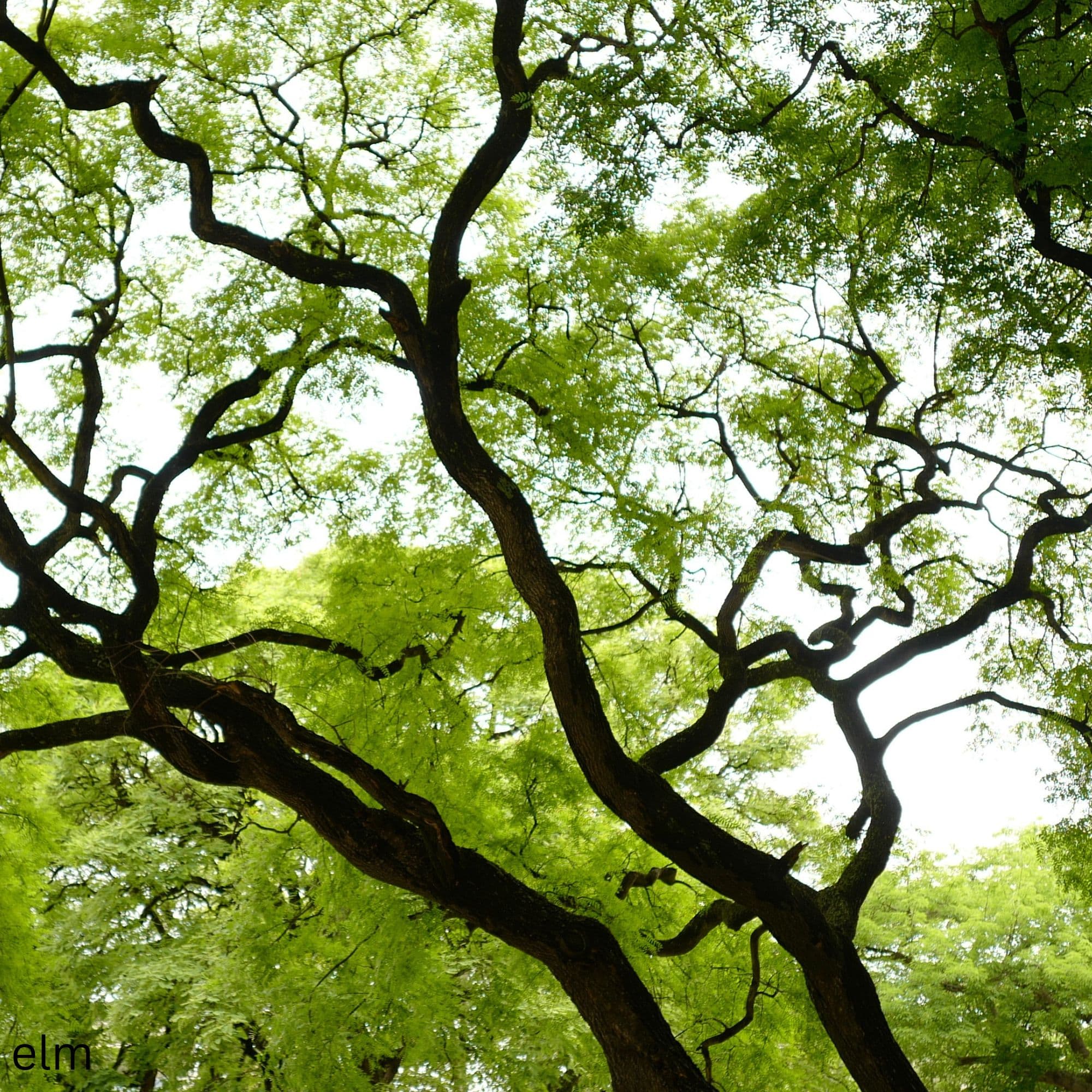American Elm Tree — photo 2