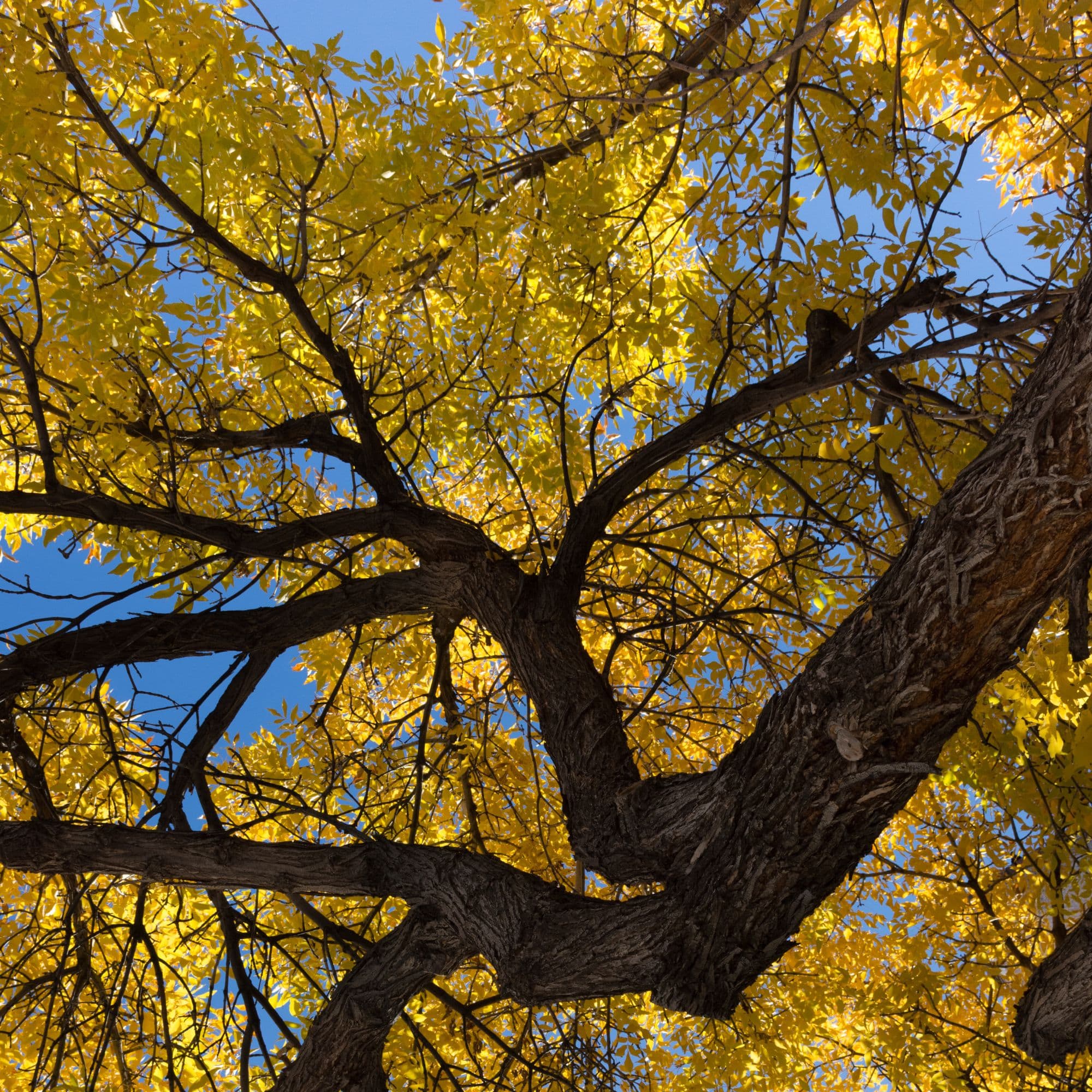 American Elm Tree — photo 3