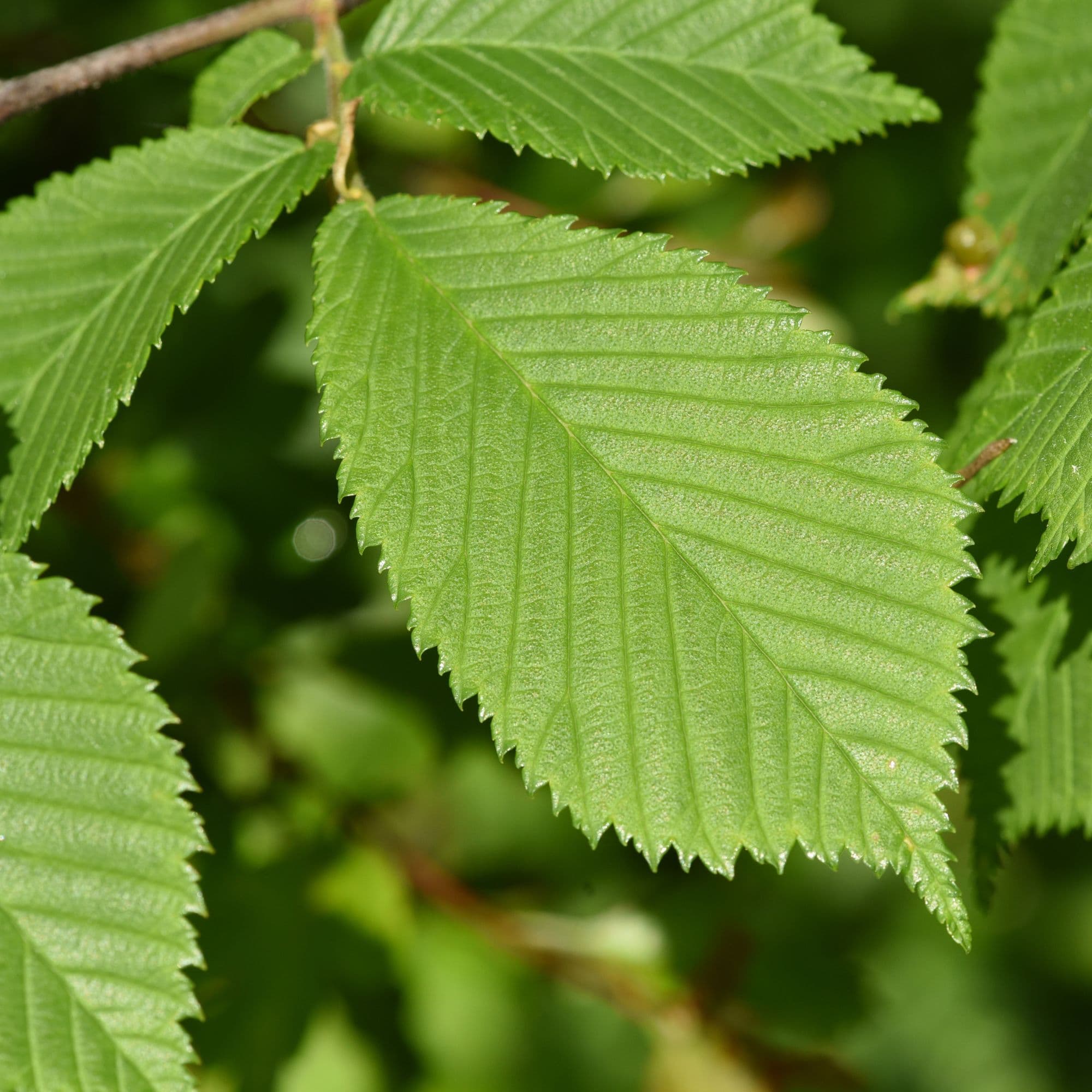 American Elm Tree — photo 4