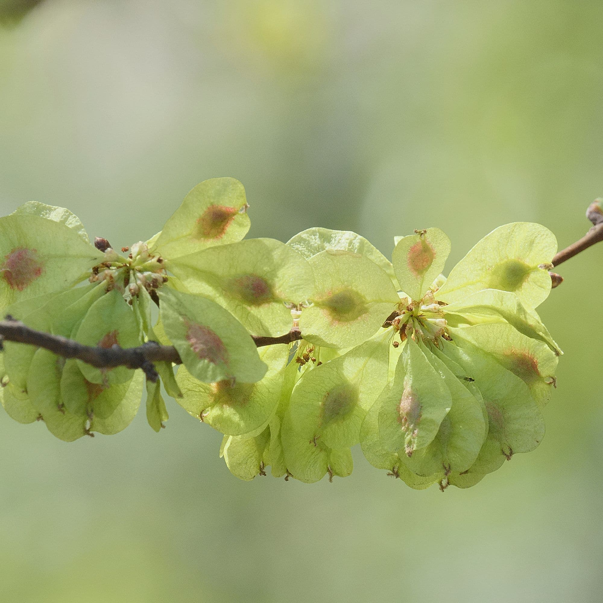 American Elm Tree — photo 5