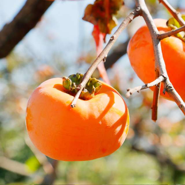 American Persimmon — photo 2