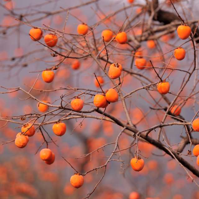 American Persimmon — photo 3