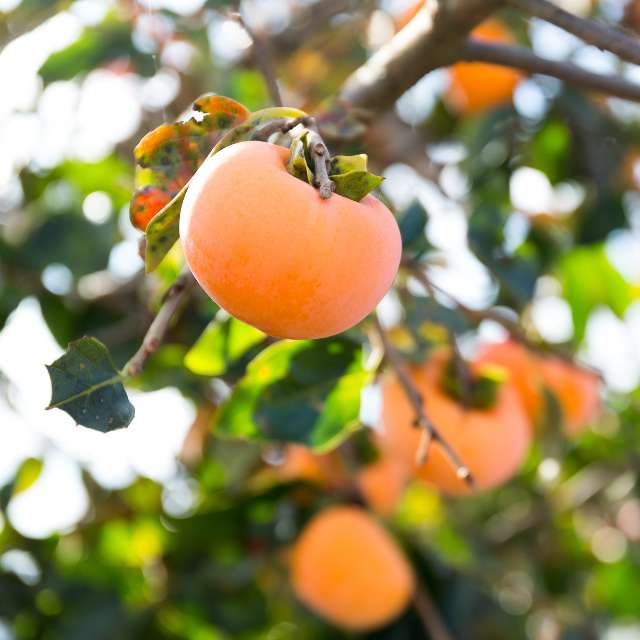 American Persimmon — photo 4