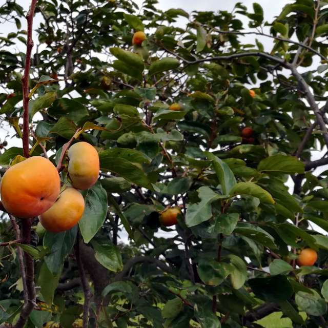 American Persimmon — photo 6