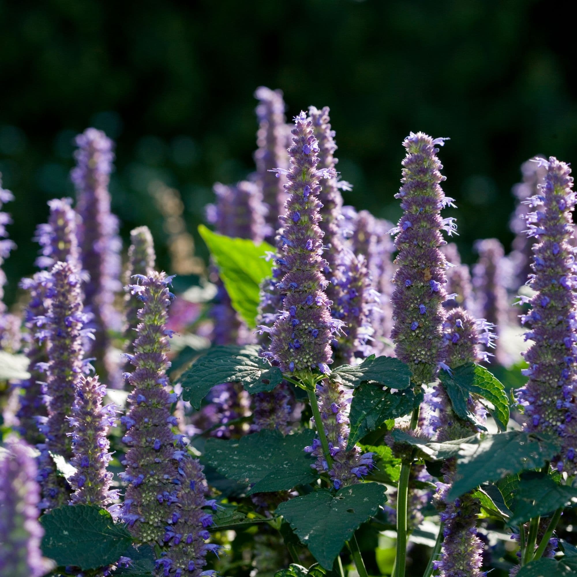 Anise Hyssop Flower Seeds — photo 2
