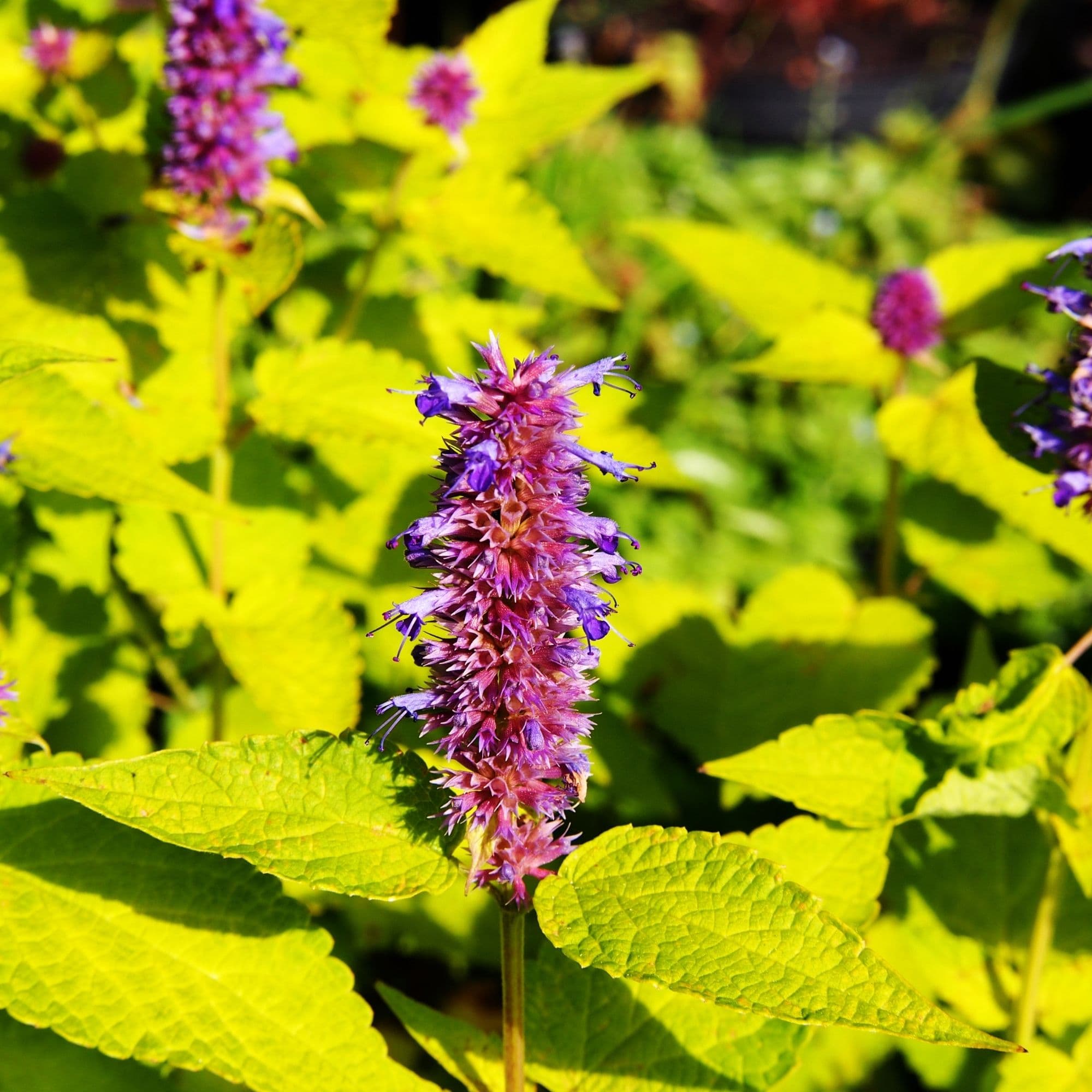 Anise Hyssop Flower Seeds — photo 3
