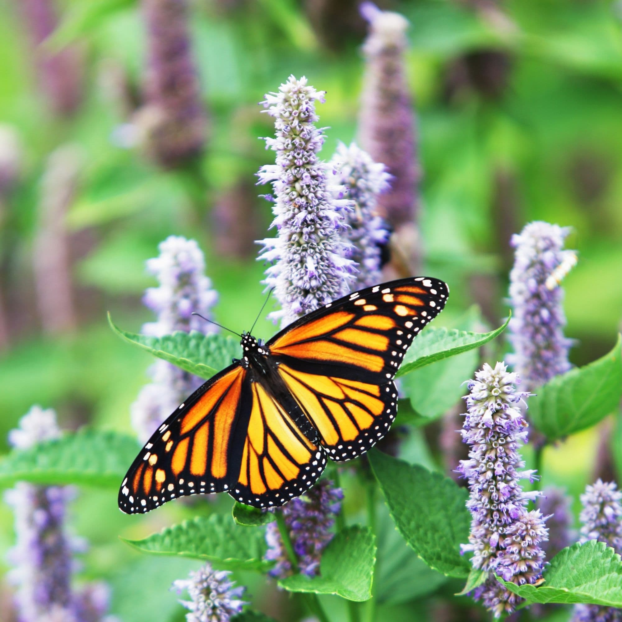 Anise Hyssop Flower Seeds — photo 4