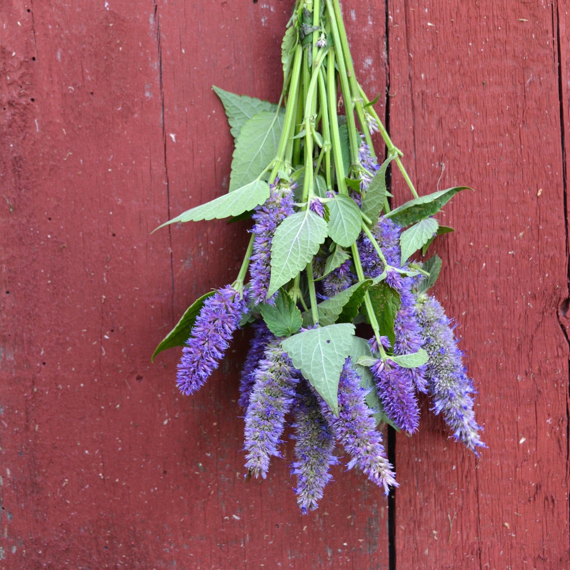 Anise Hyssop Flower Seeds — photo 5