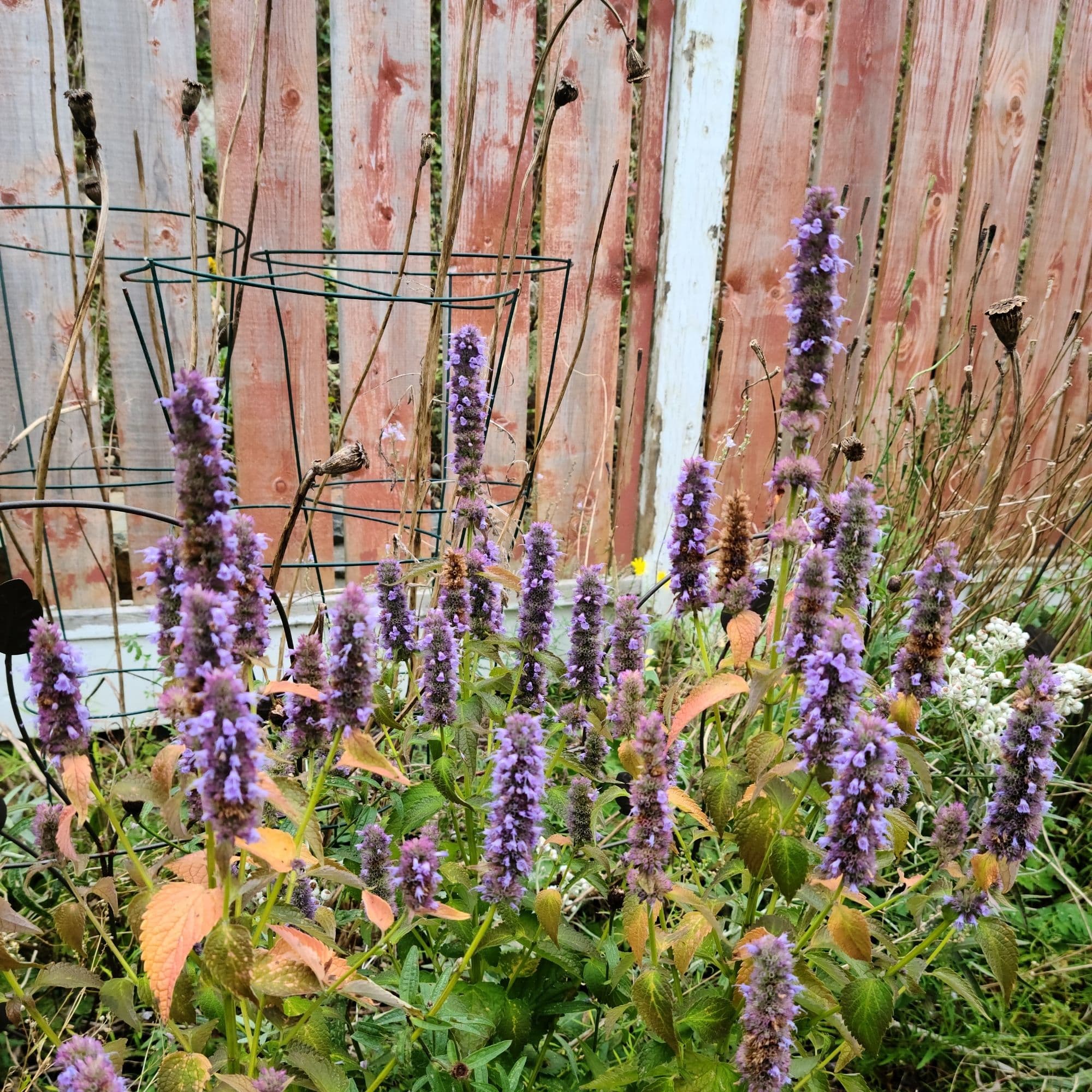 Anise Hyssop Flower Seeds — photo 6