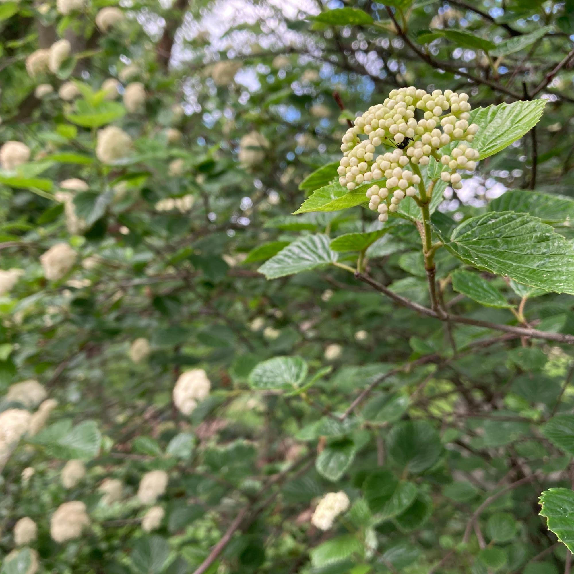 Arrowwood Viburnum — photo 2