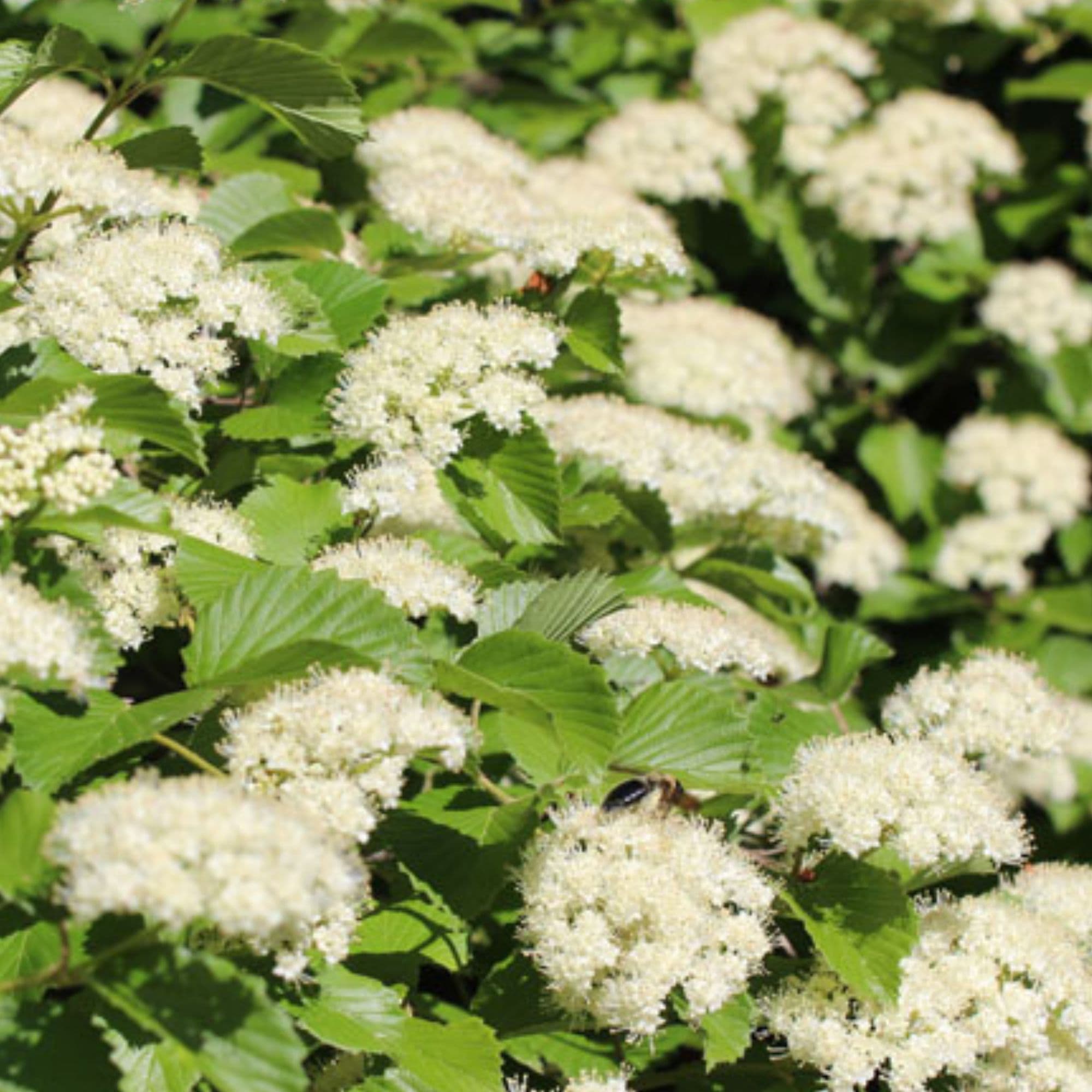 Arrowwood Viburnum — photo 3