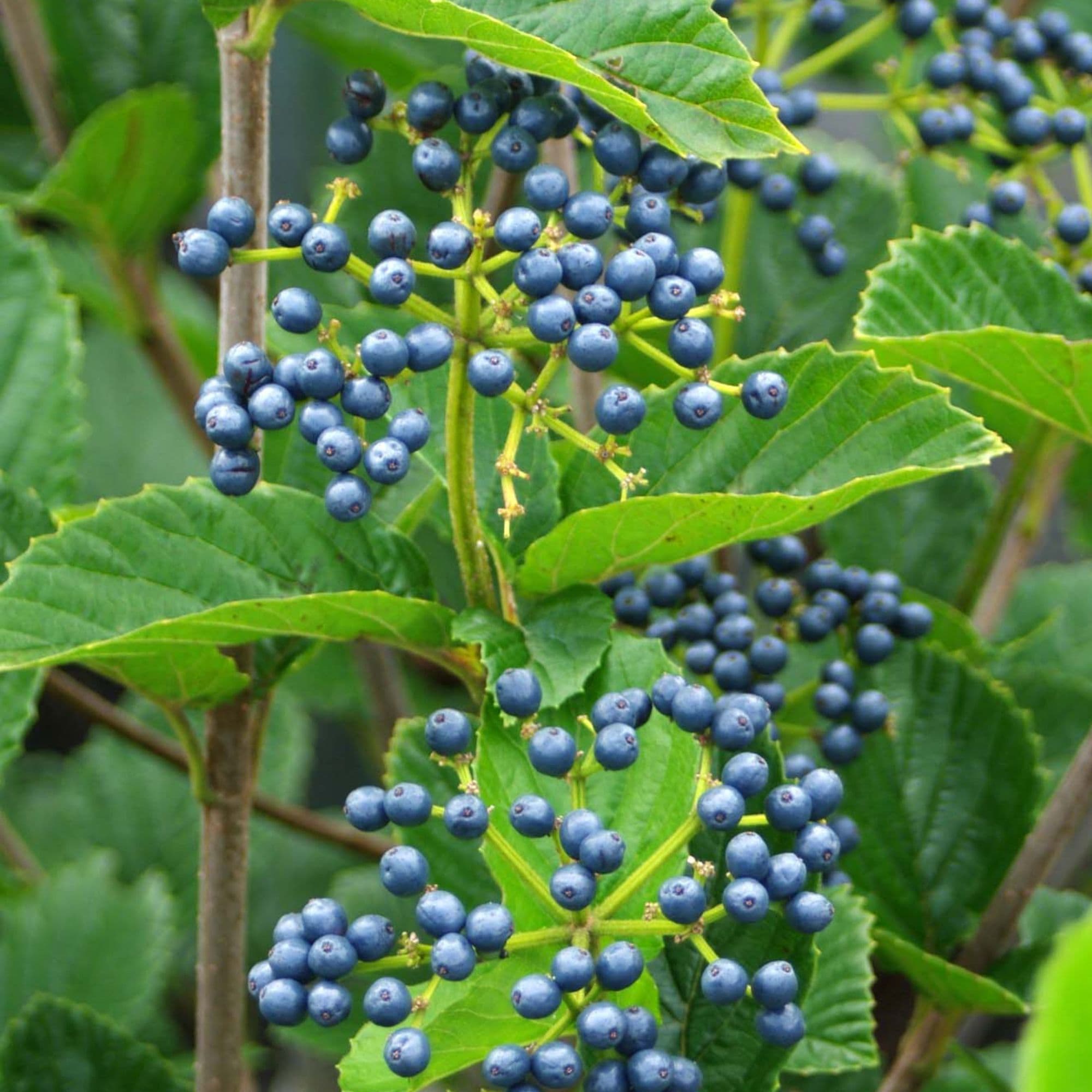 Arrowwood Viburnum — photo 4