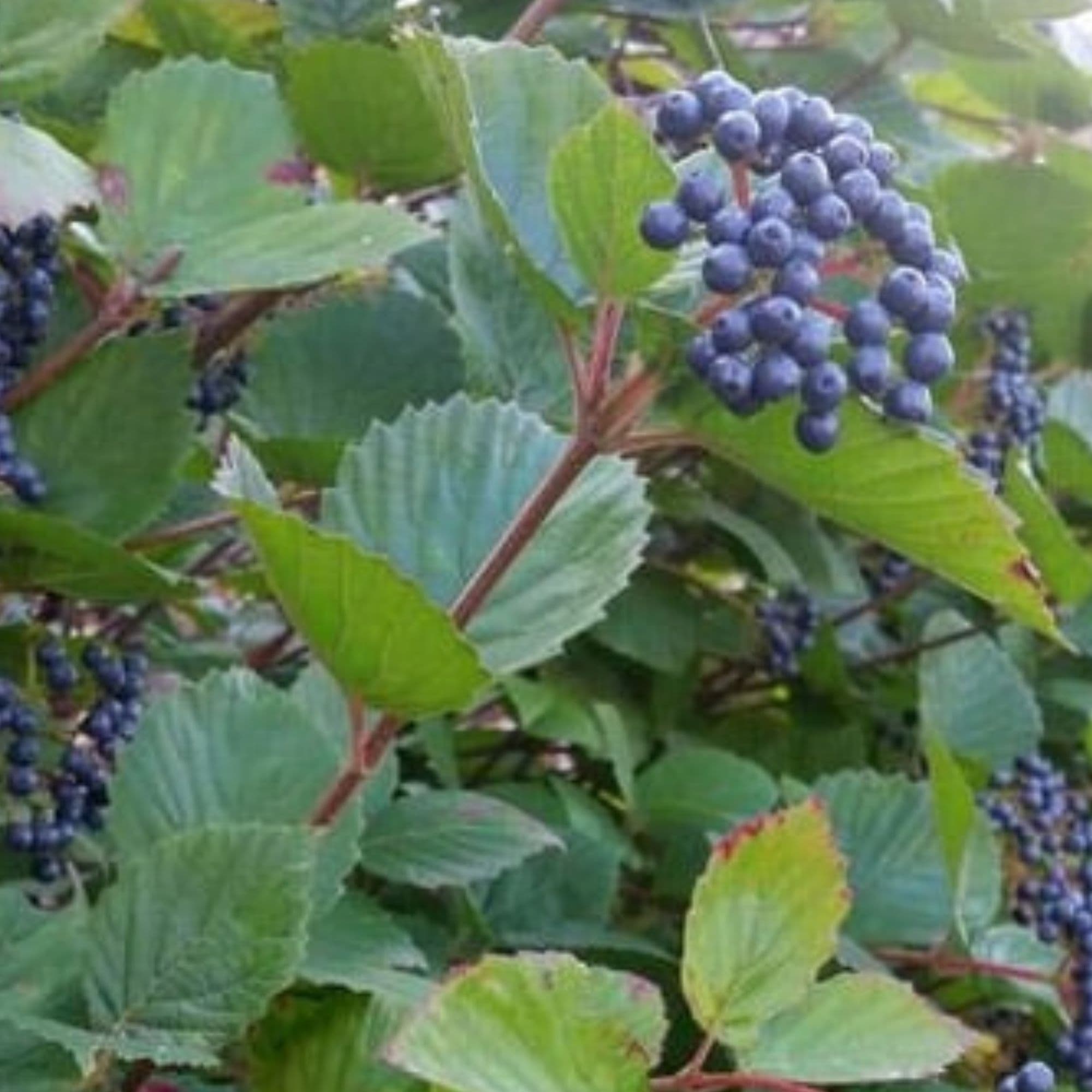 Arrowwood Viburnum — photo 5