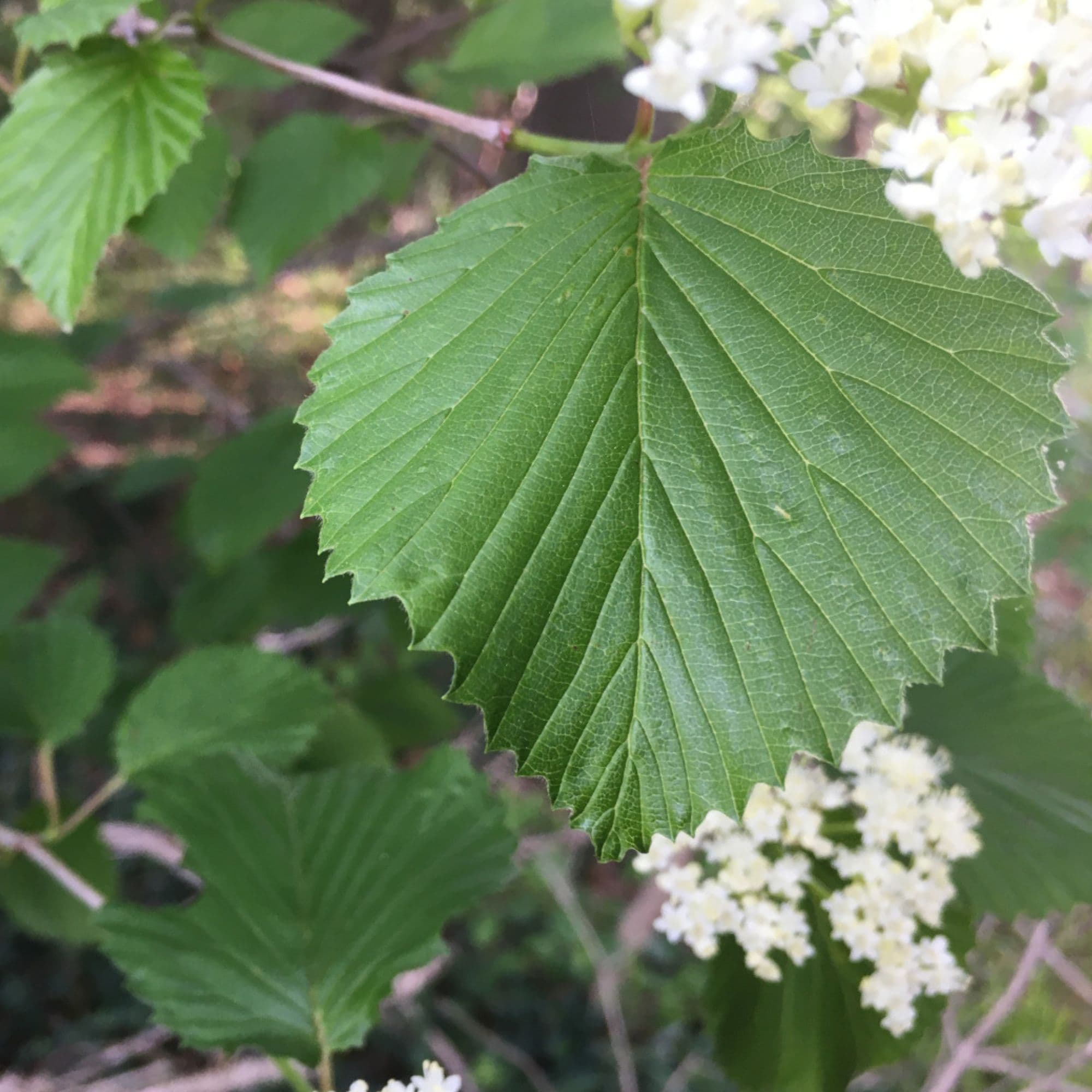 Arrowwood Viburnum — photo 6