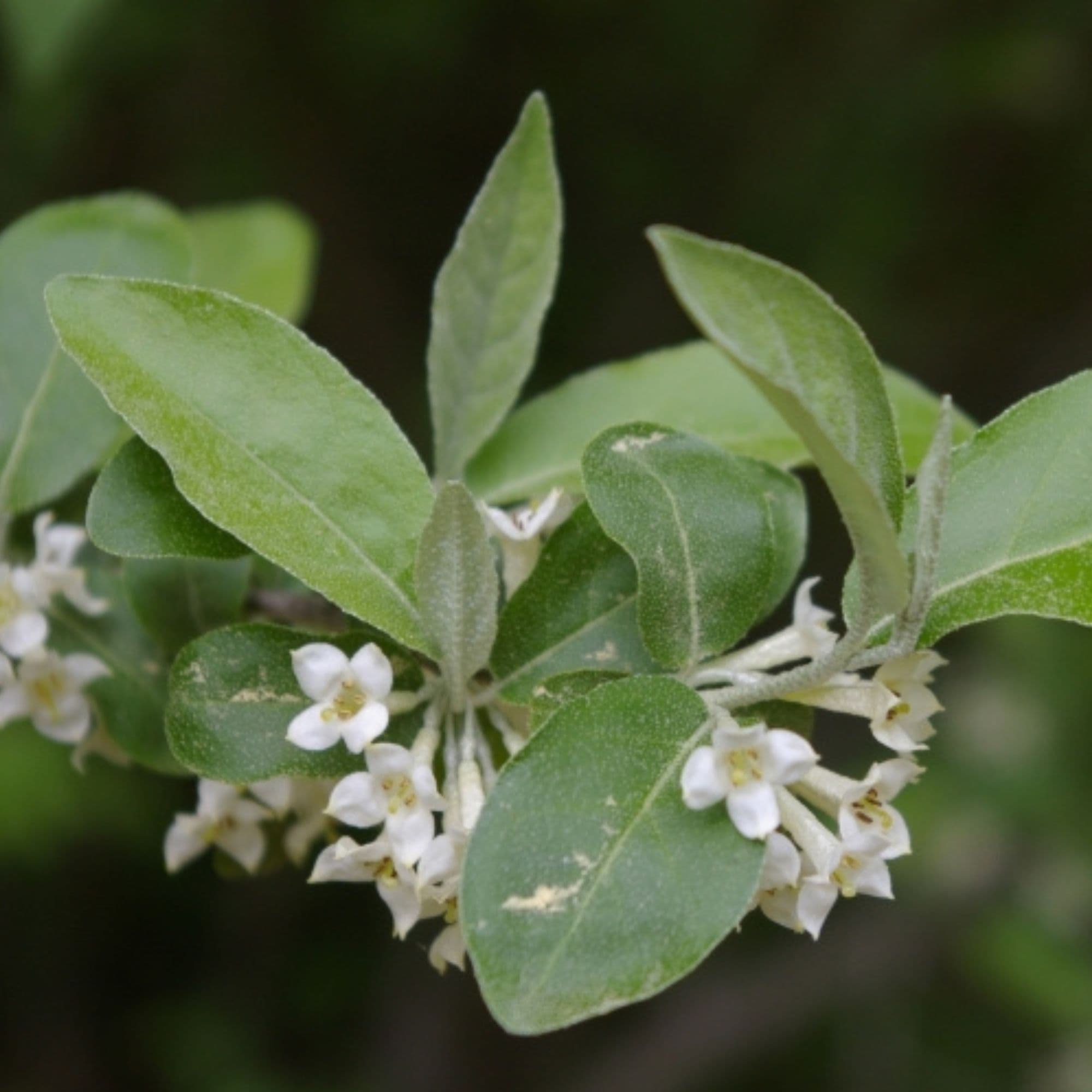 Autumn Olive - Elaeagnus Umbellata — photo 3