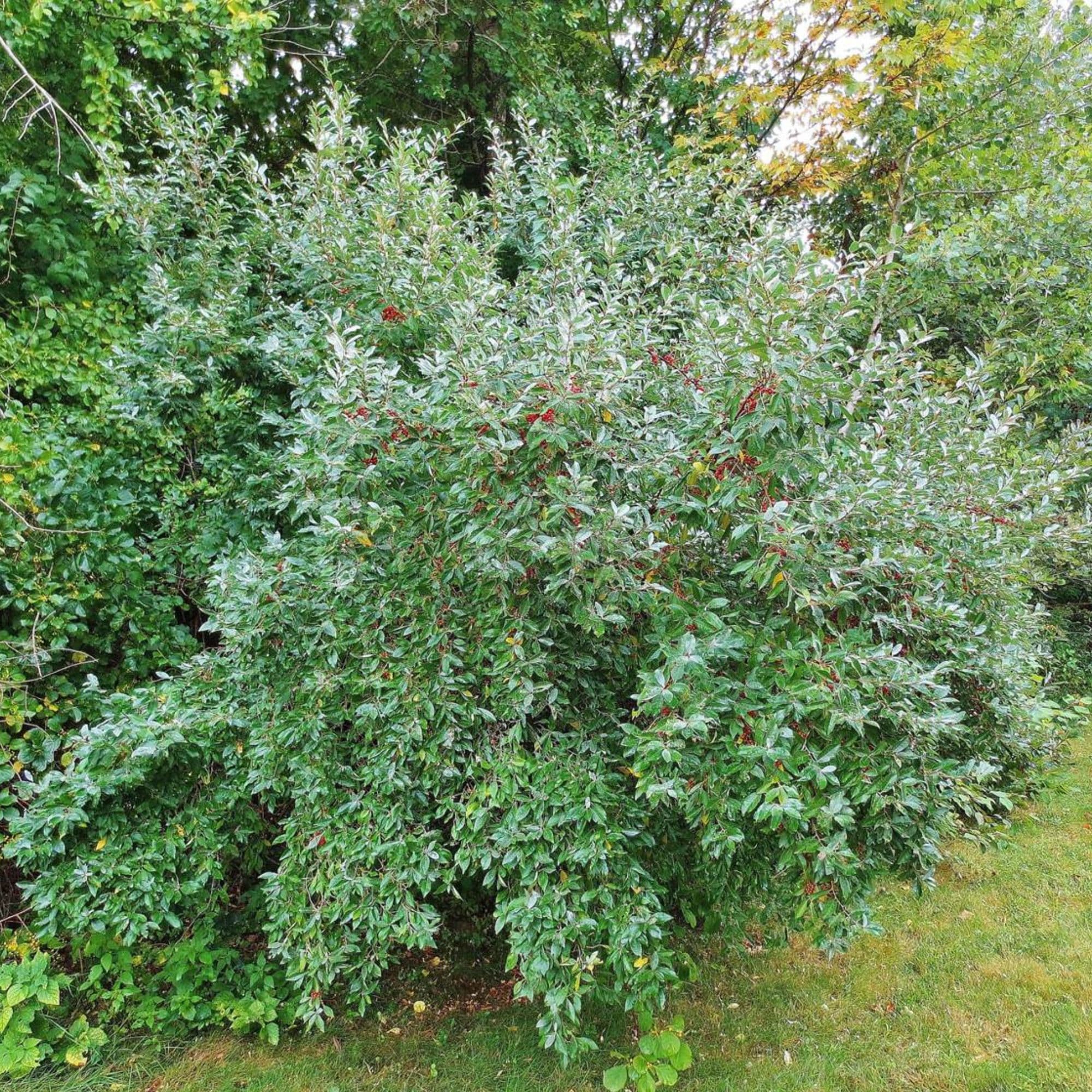 Autumn Olive - Elaeagnus Umbellata — photo 4