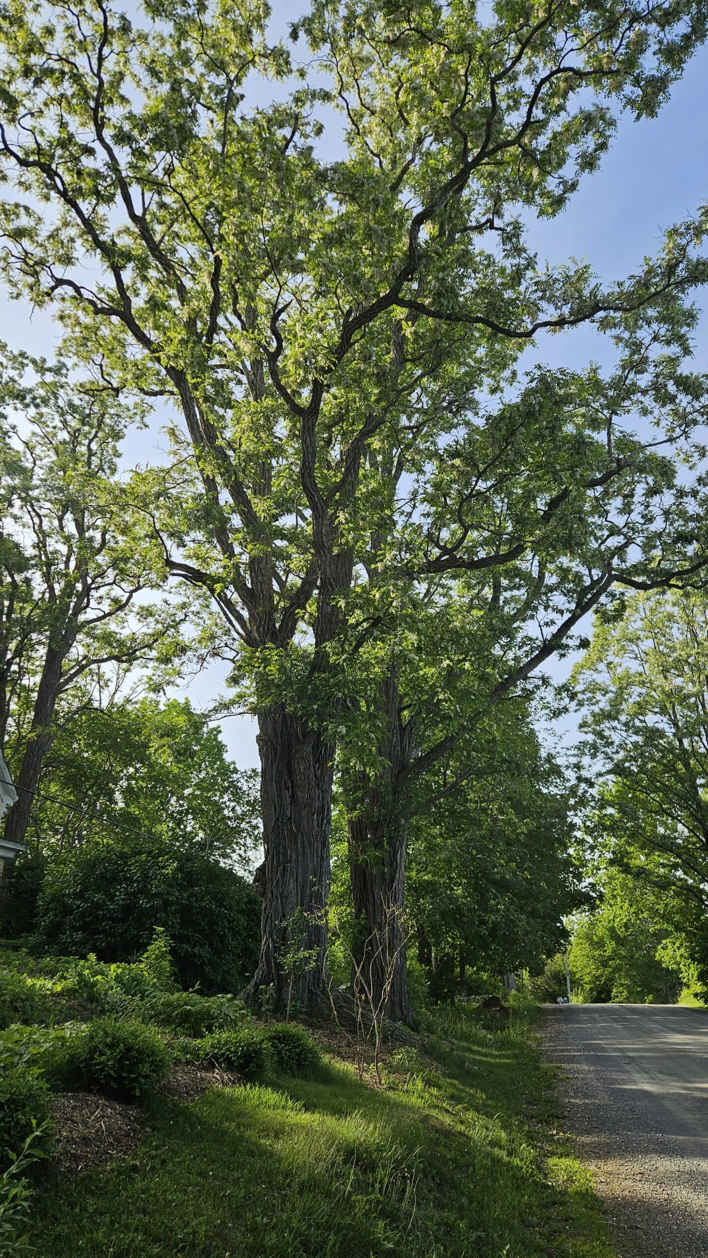Black Locust — photo 2