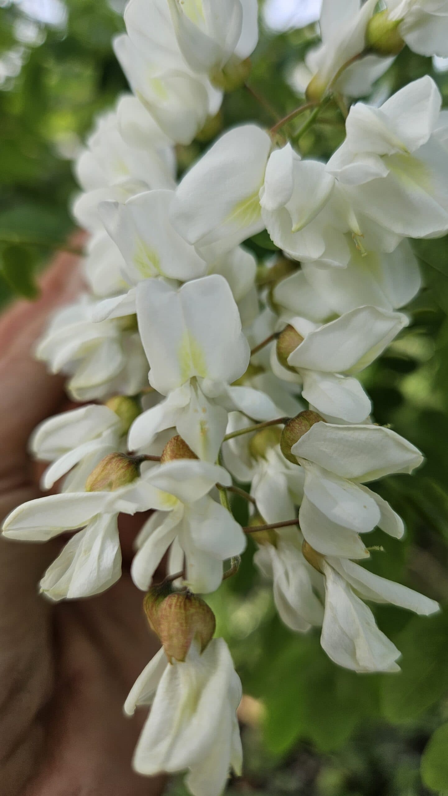 Black Locust — photo 3