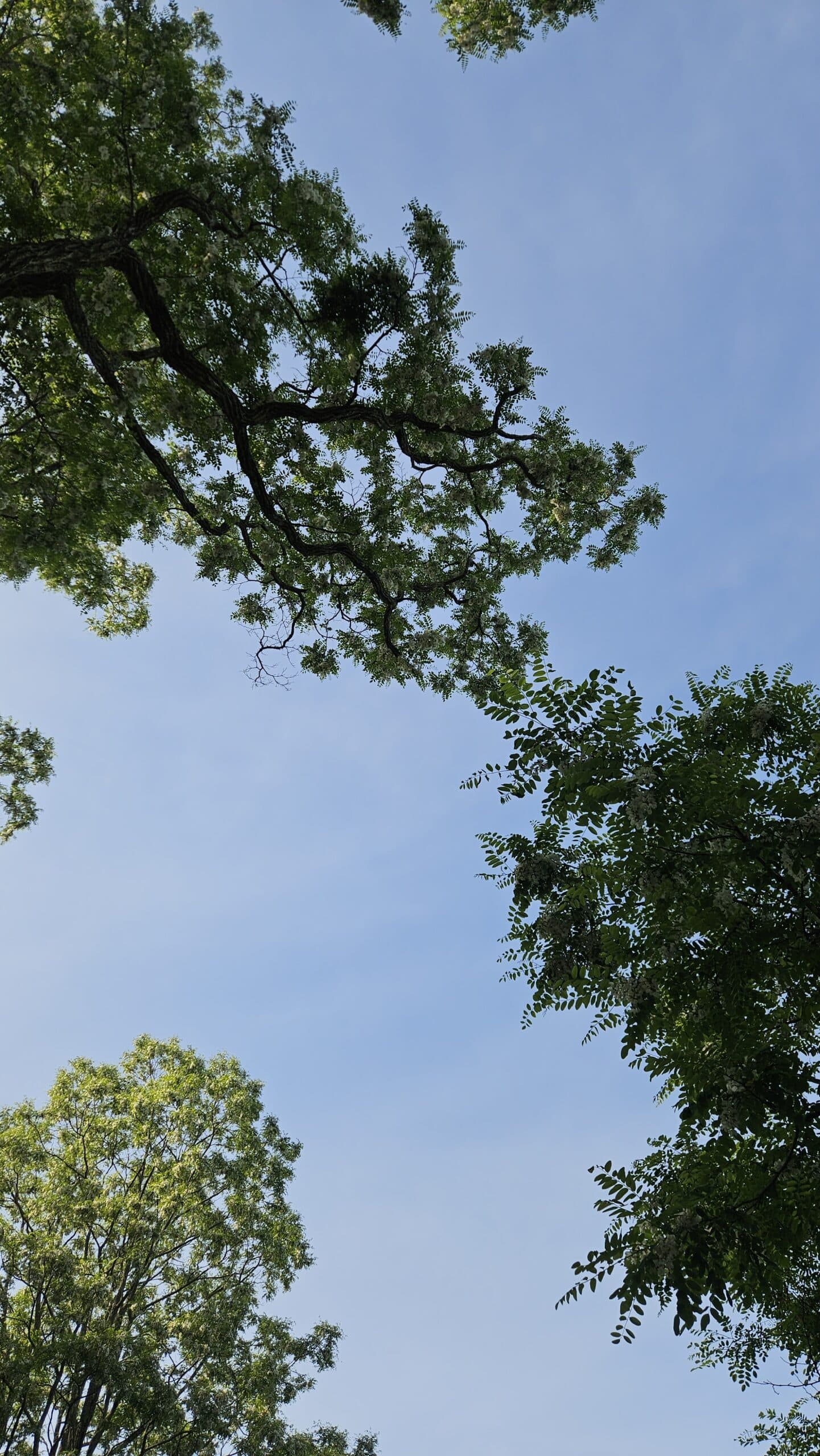Black Locust — photo 4