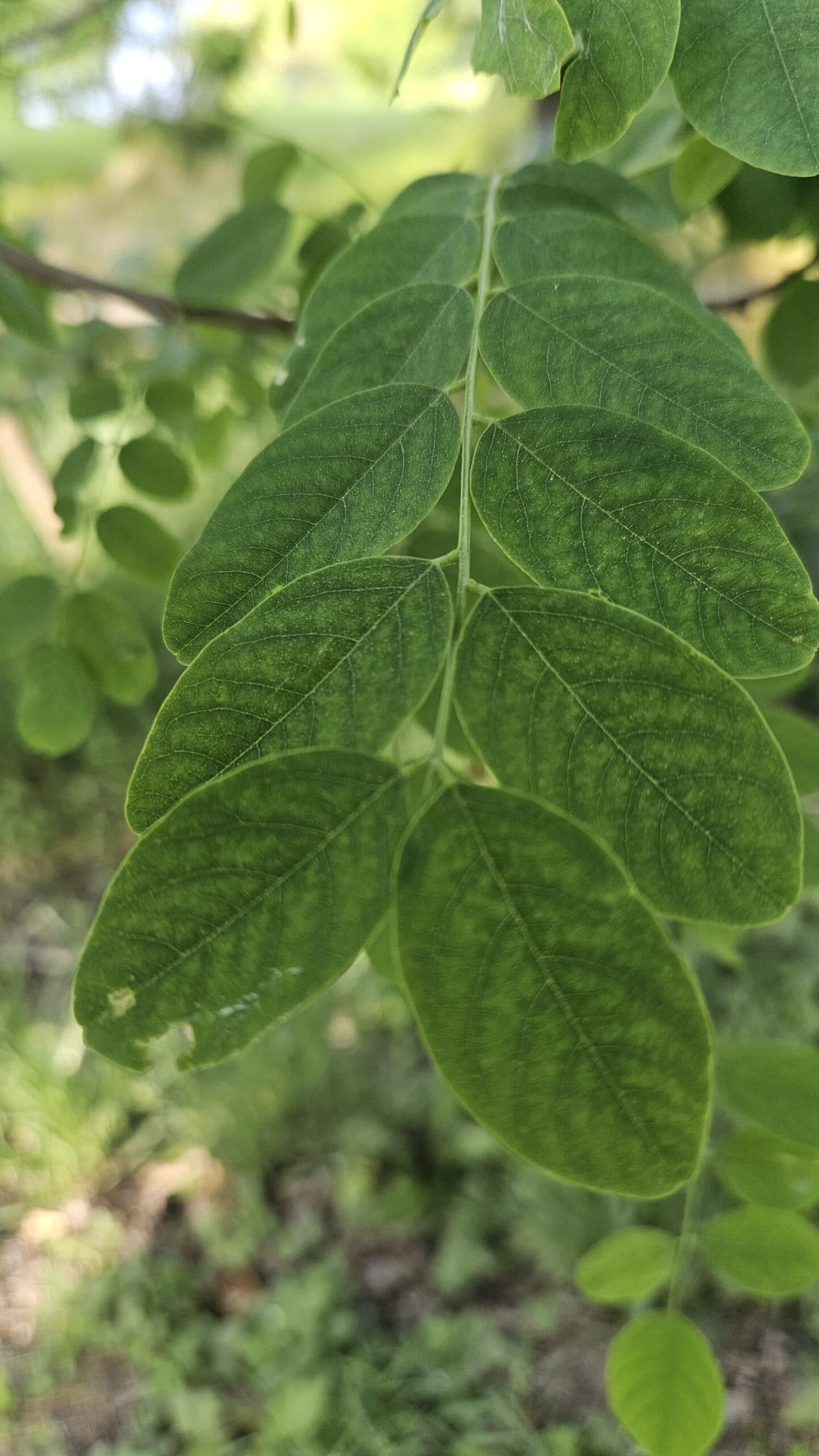 Black Locust — photo 5