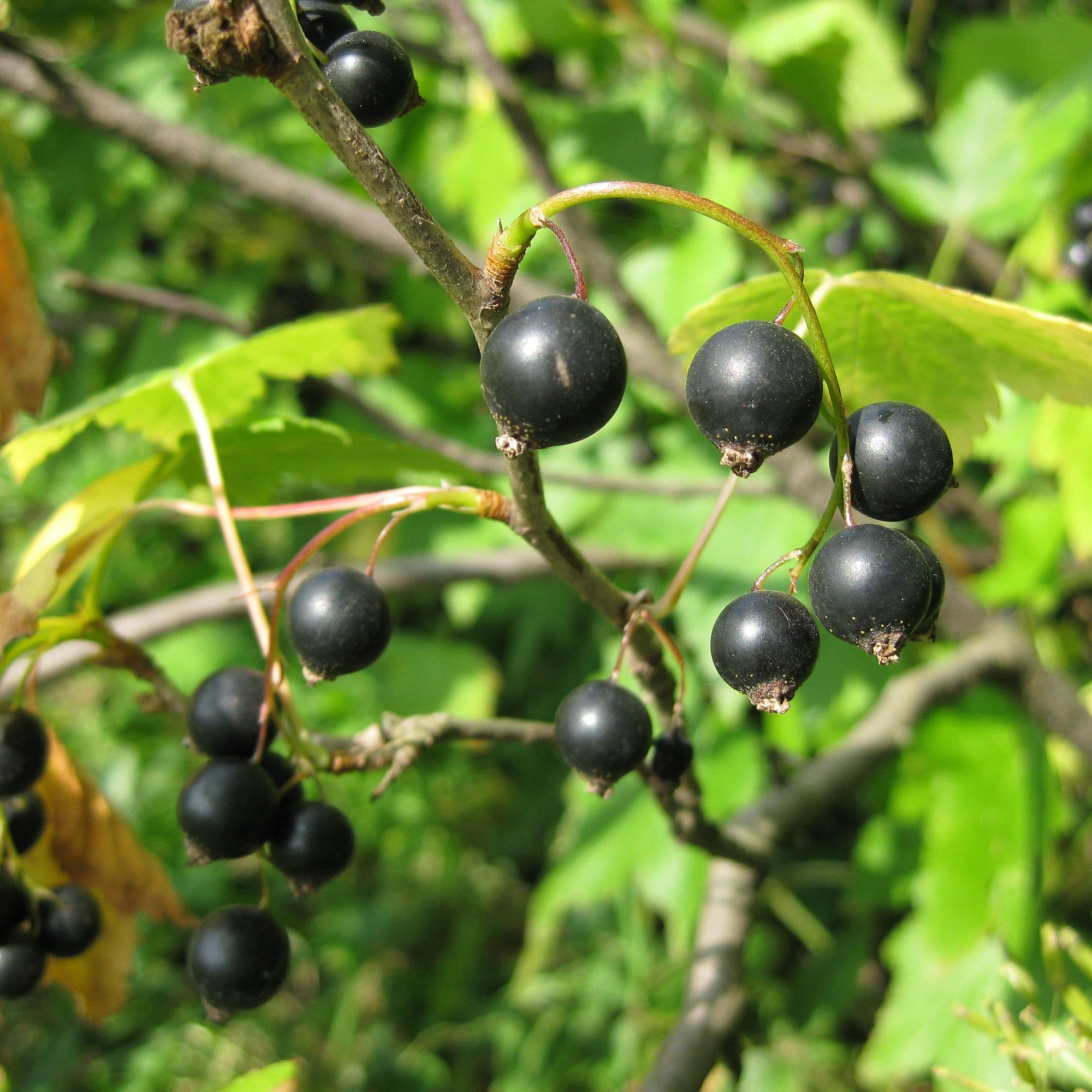 Blackcurrant — photo 2
