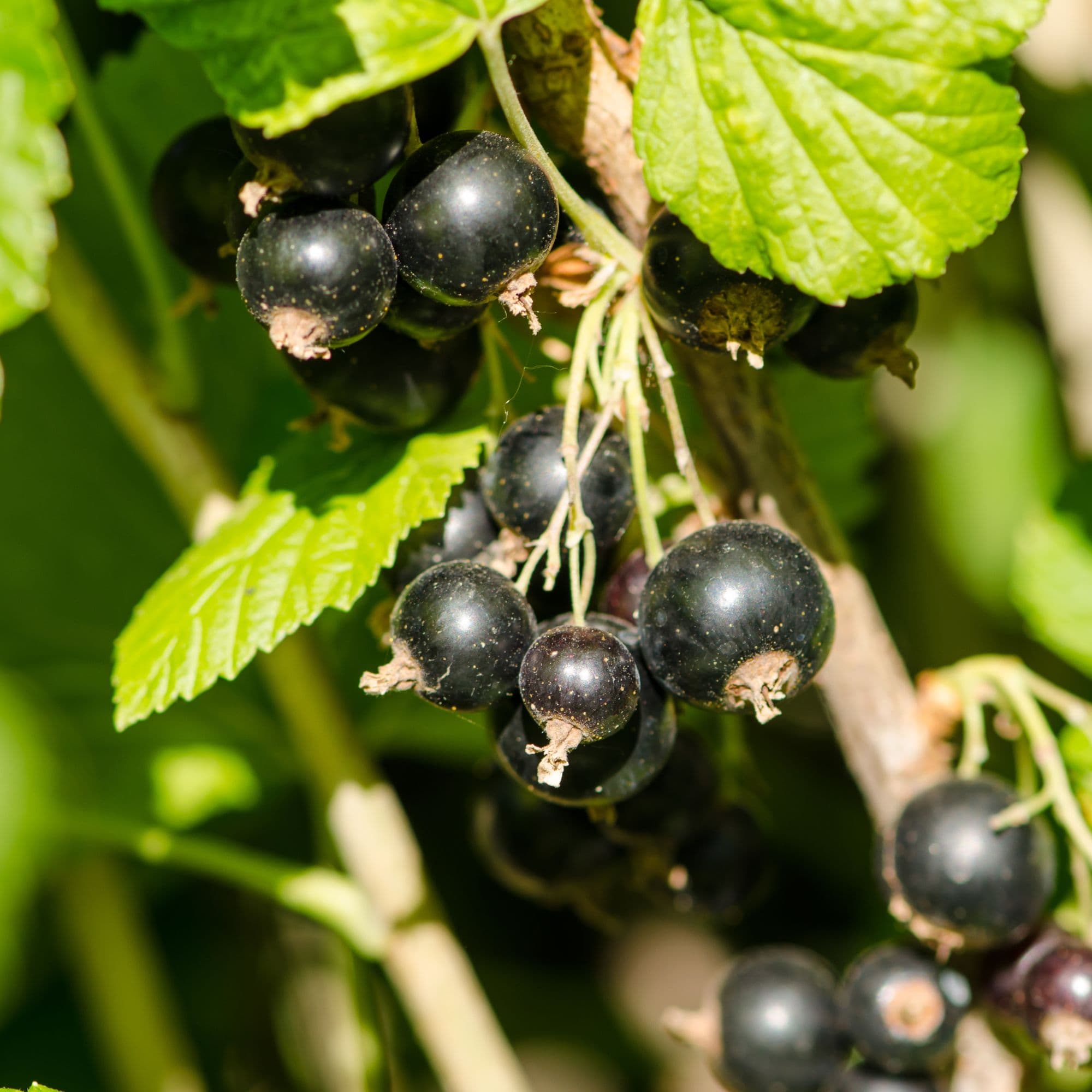 Blackcurrant — photo 3