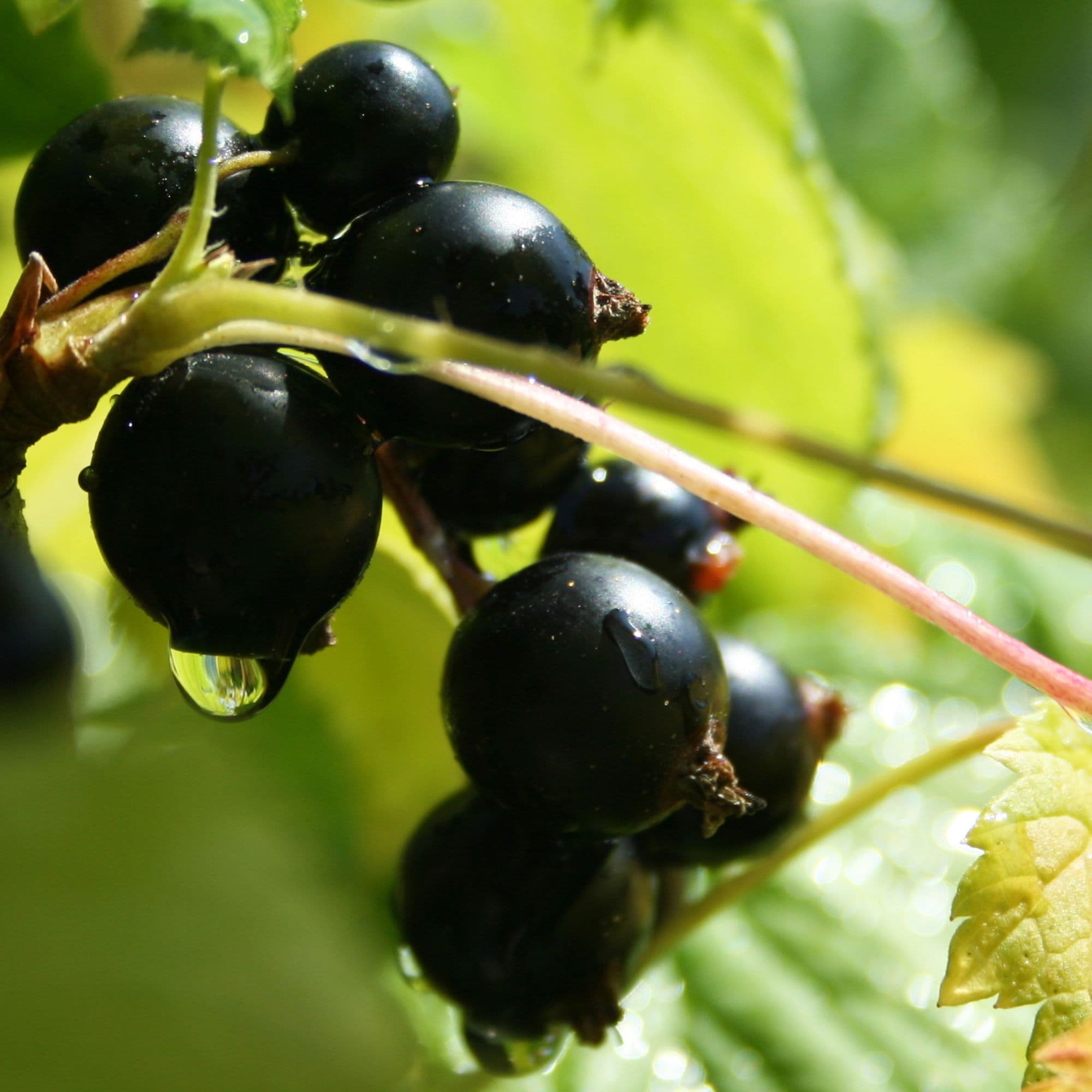Blackcurrant — photo 4