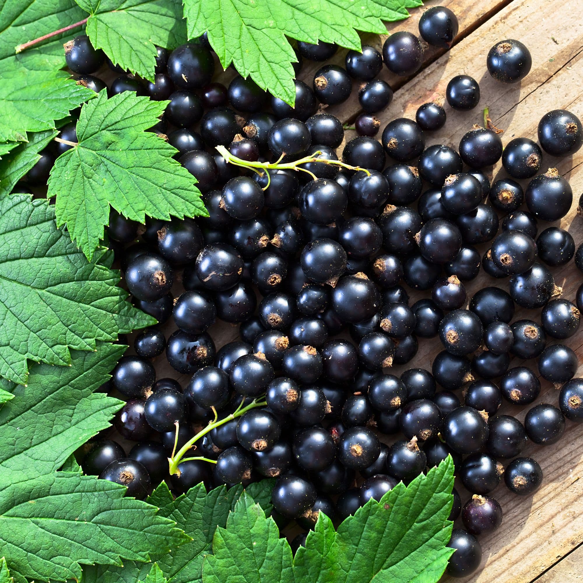 Blackcurrant — photo 5