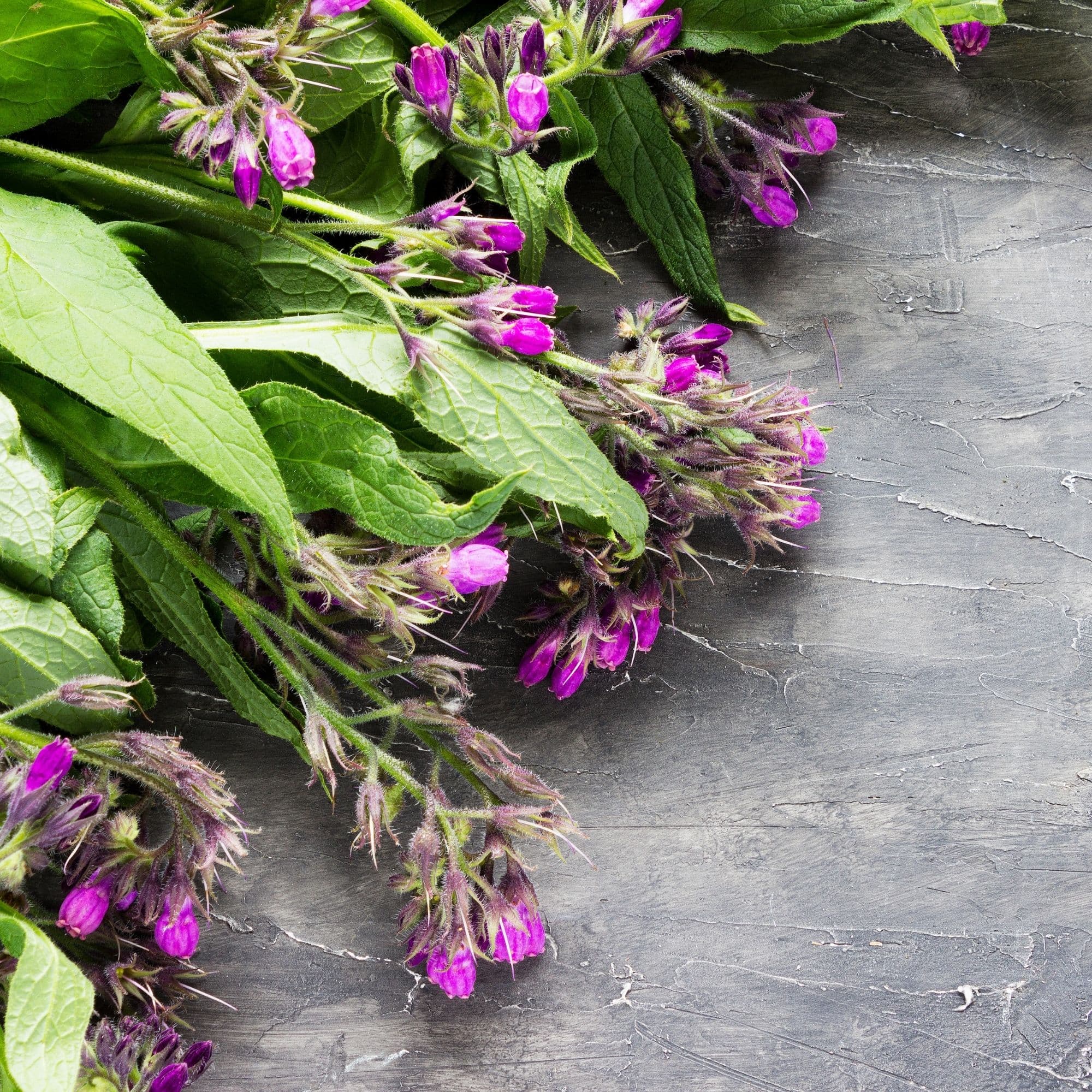 Freshly lifted nursery plants bundled for seasonal planting