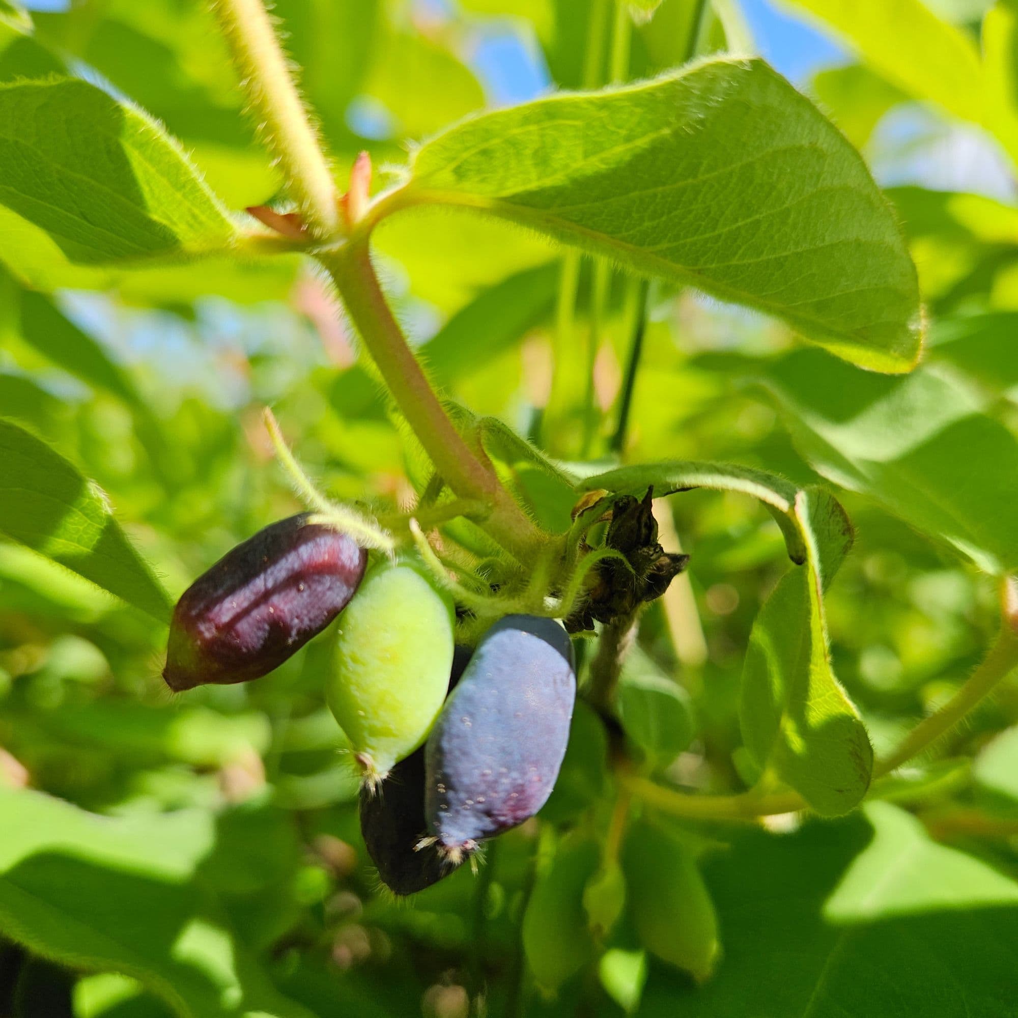 Haskap Plant