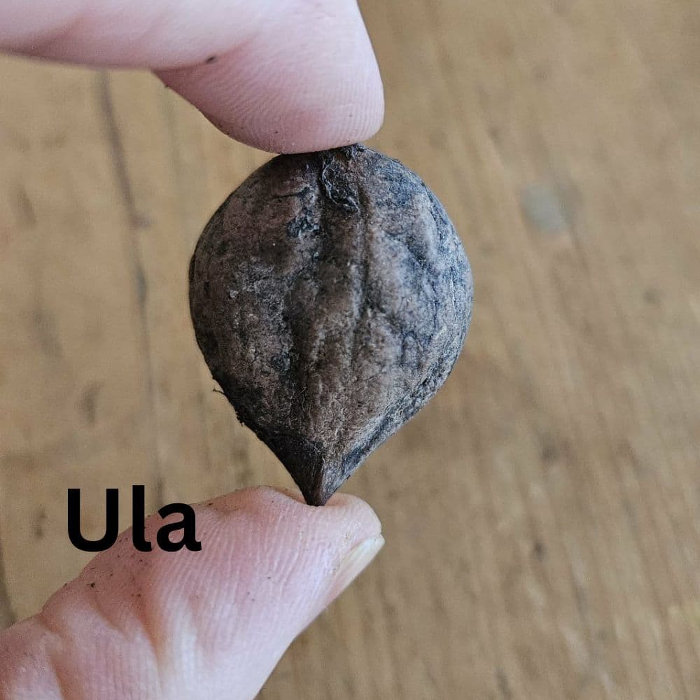 Heartnut Tree — photo 4