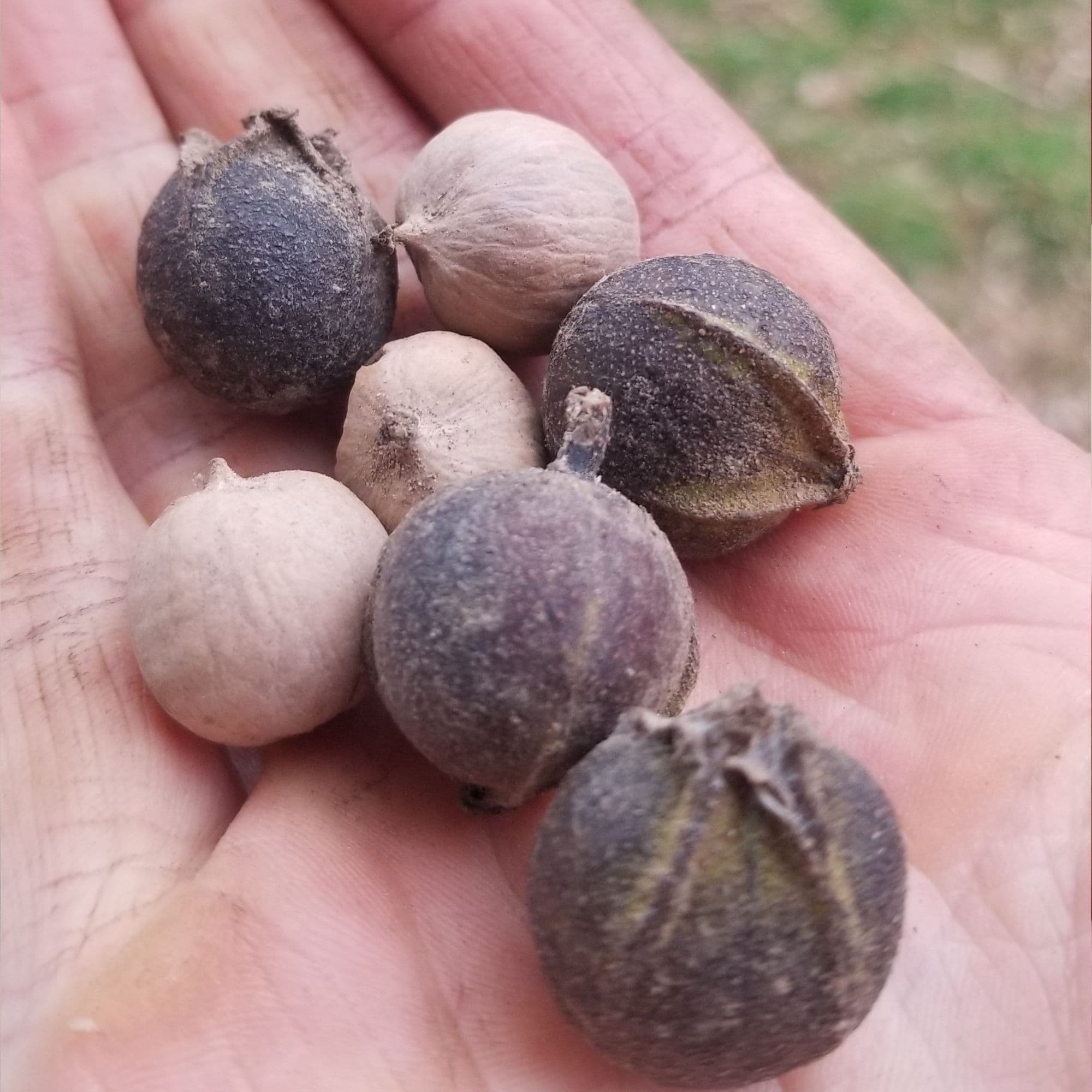Hickory Bitternut Tree — photo 2