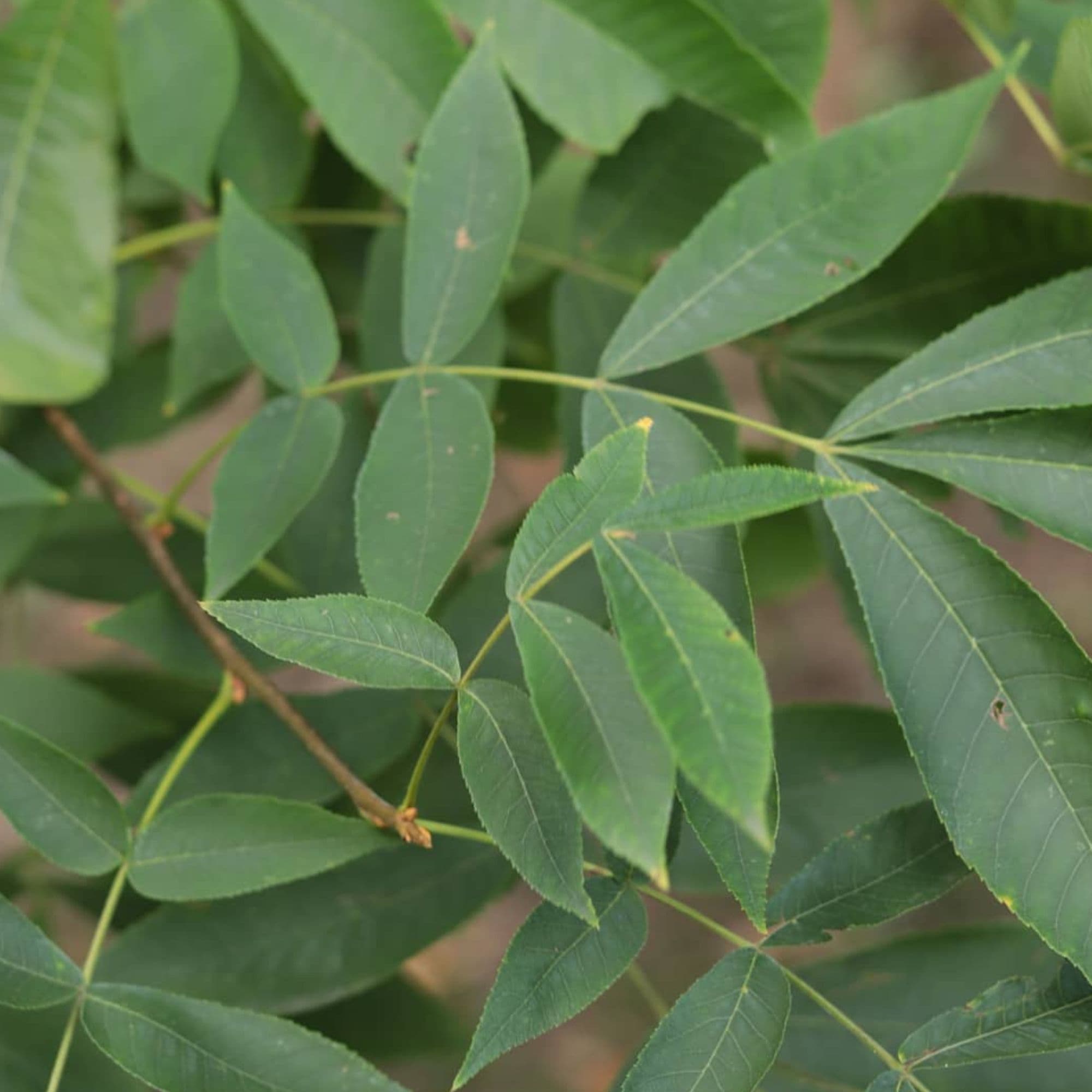 Hickory Bitternut Tree — photo 3