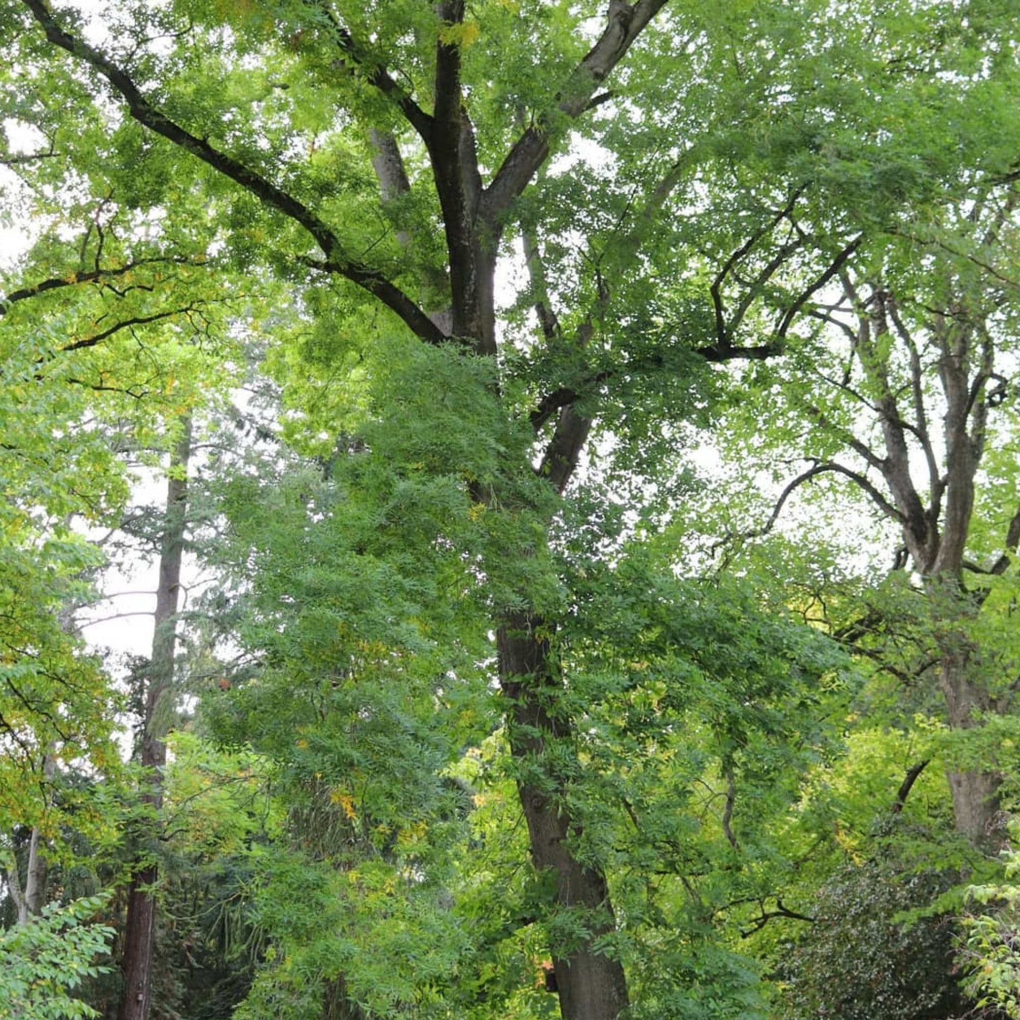 Hickory Bitternut Tree — photo 4