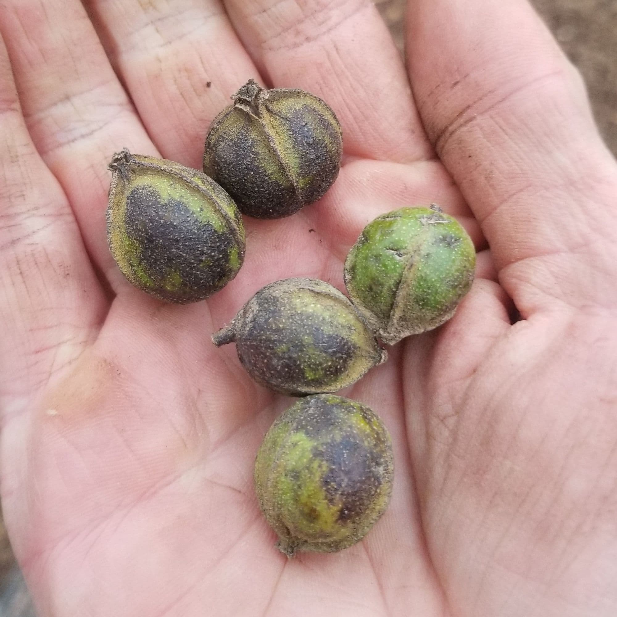 Hickory Bitternut Tree — photo 5