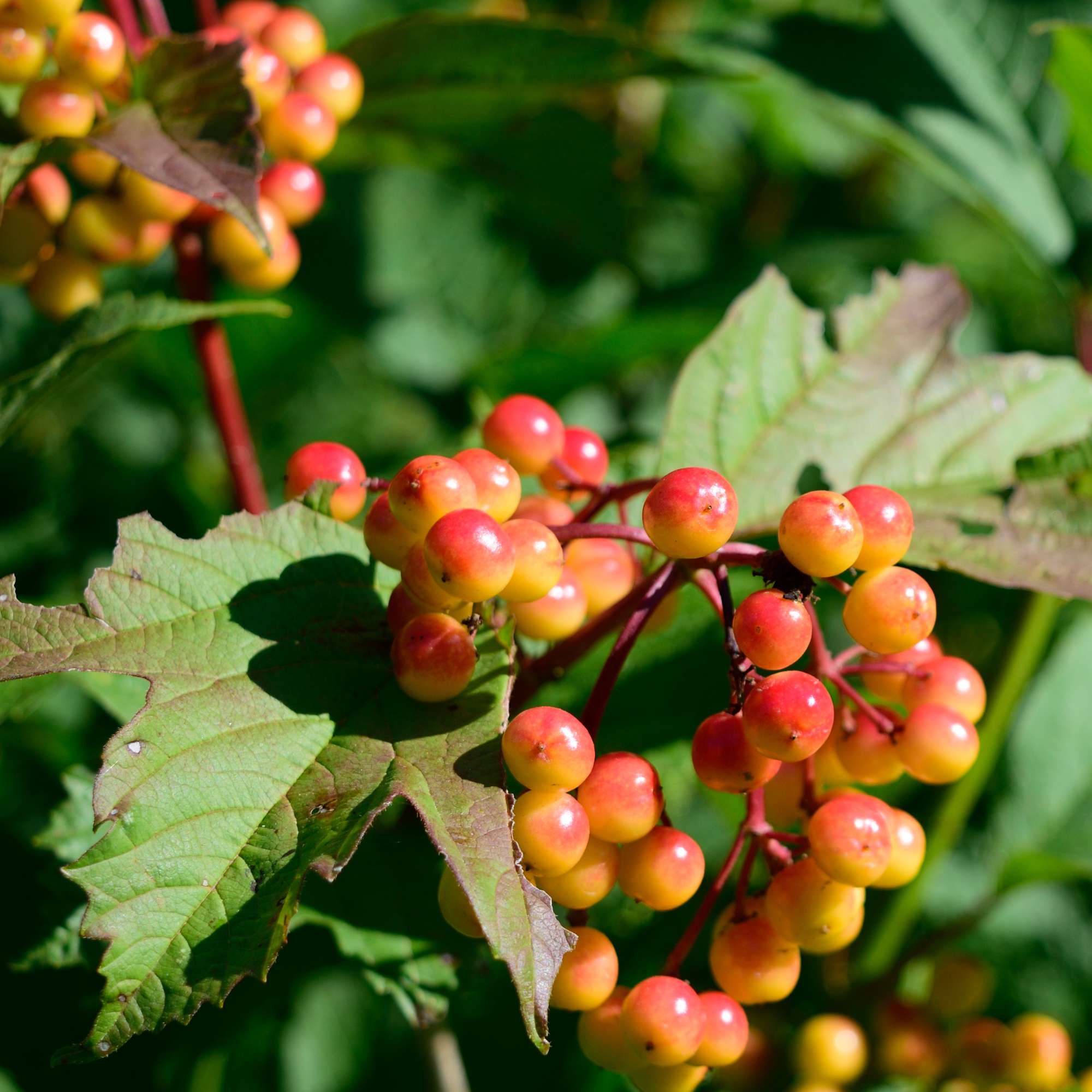 American Highbush Cranberry — photo 2