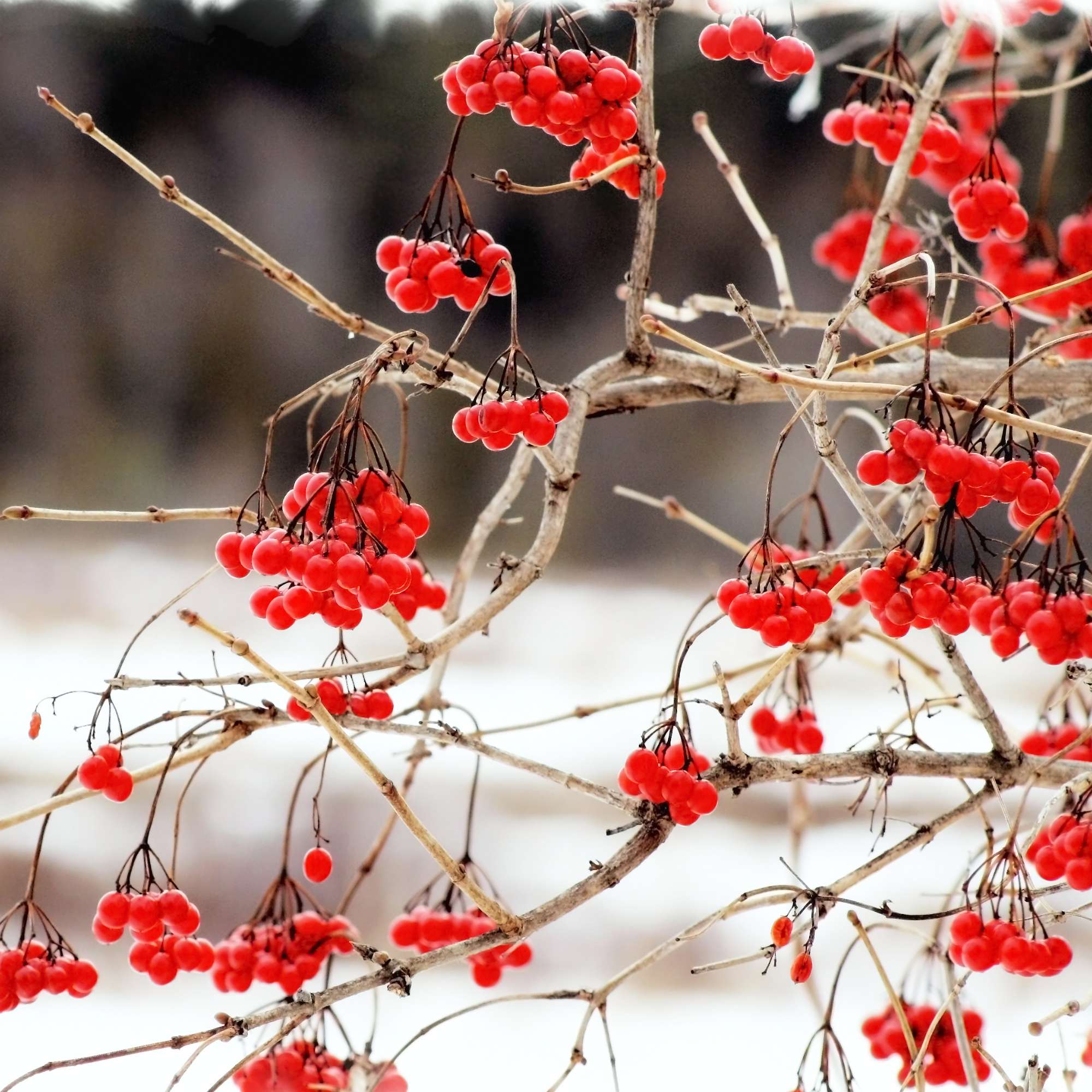 American Highbush Cranberry — photo 3